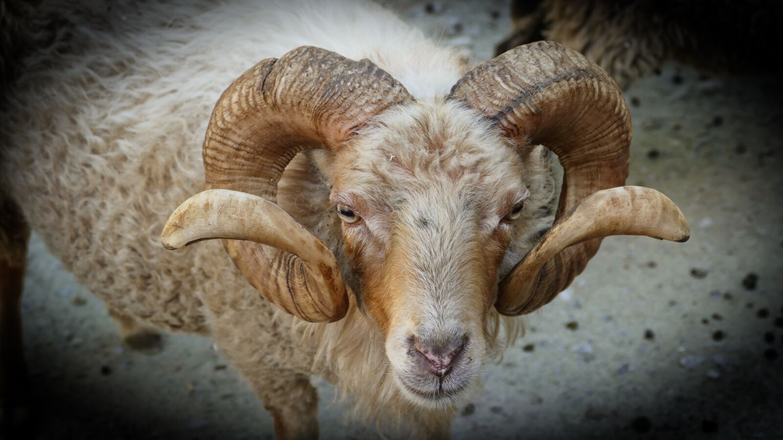 Panasonic Lumix DMC-FZ1000 sample photo. Zoo, horns, bock photography