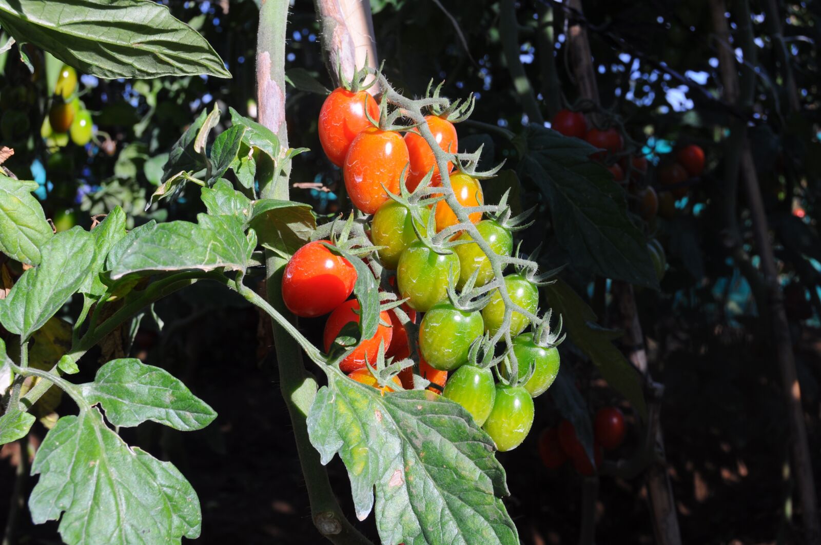 Nikon D90 sample photo. Tomato, cherry tomato, salad photography