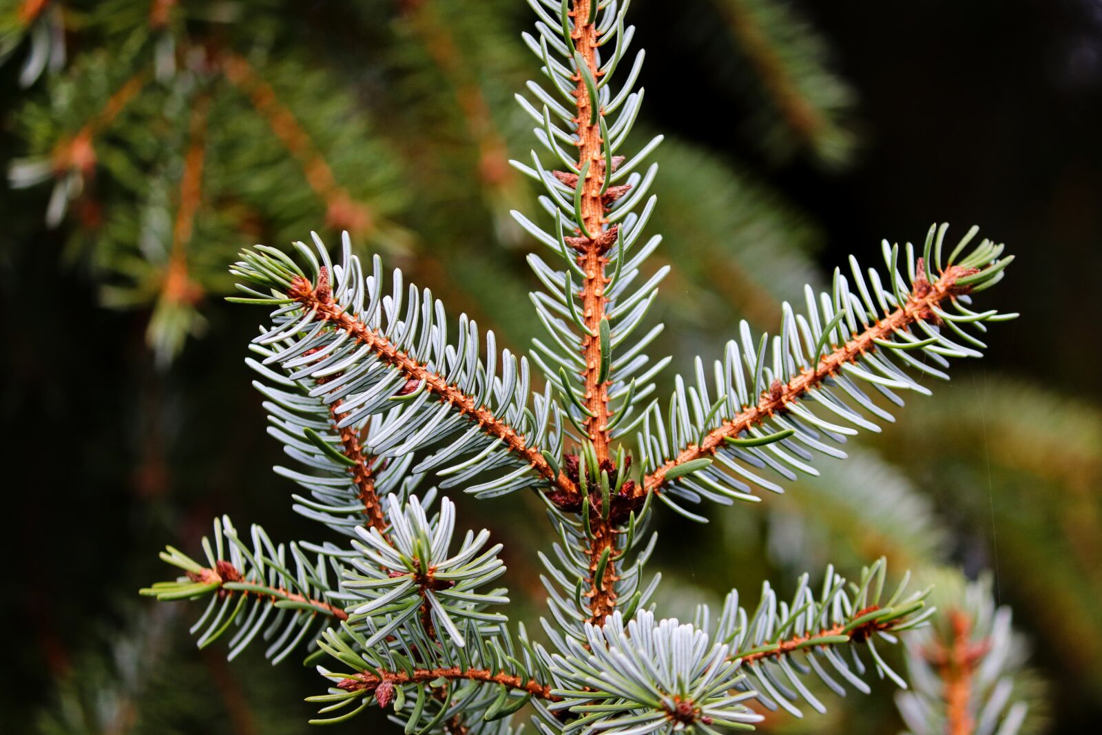 Canon EOS 200D (EOS Rebel SL2 / EOS Kiss X9) sample photo. Needle branch, conifer, nature photography
