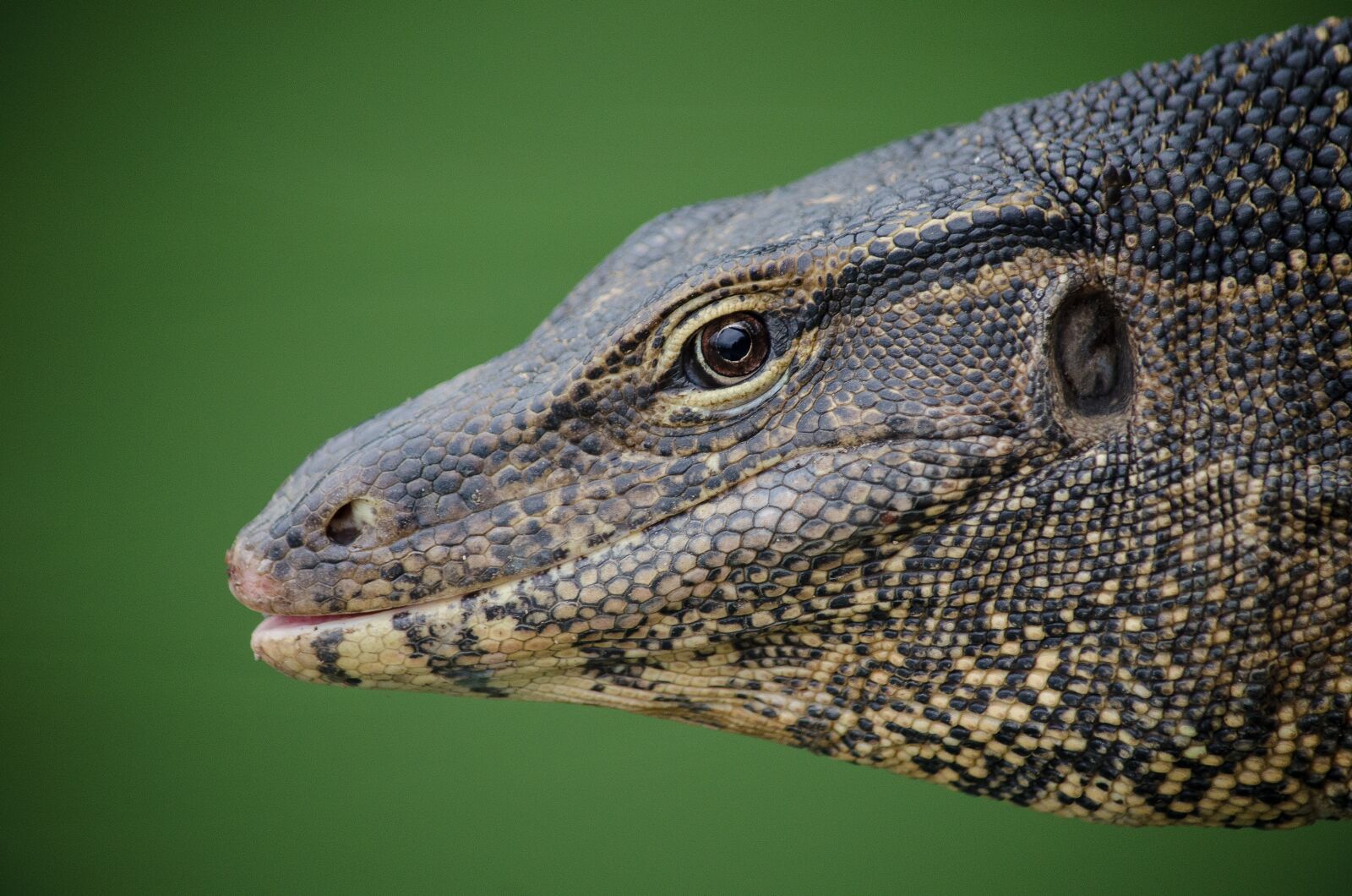 Nikon D7000 sample photo. Lizard, dragon, reptile photography