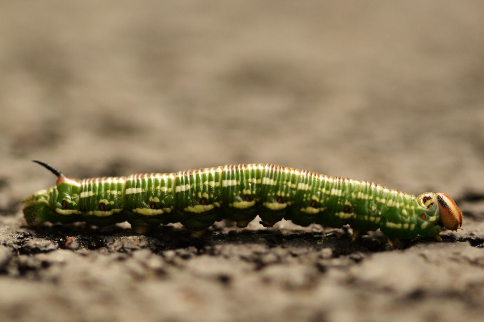 Nikon D3200 sample photo. Caterpillar, macro, insect photography