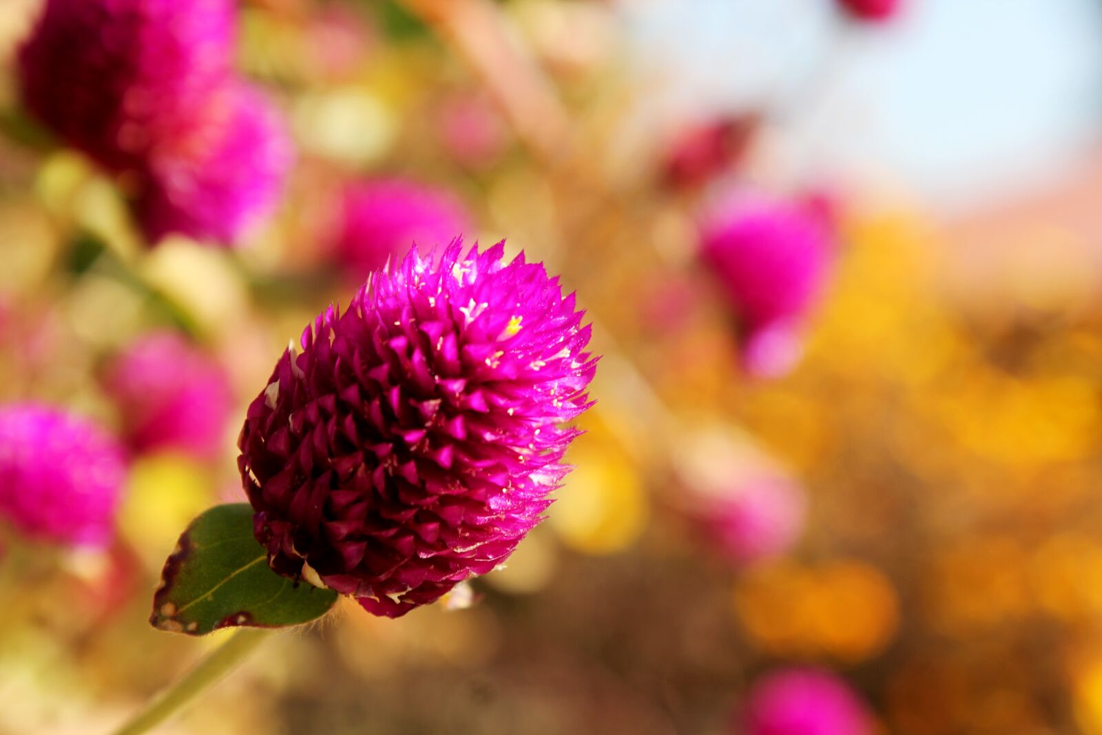 Canon EOS 550D (EOS Rebel T2i / EOS Kiss X4) sample photo. Flower, globe amaranth, blooming photography