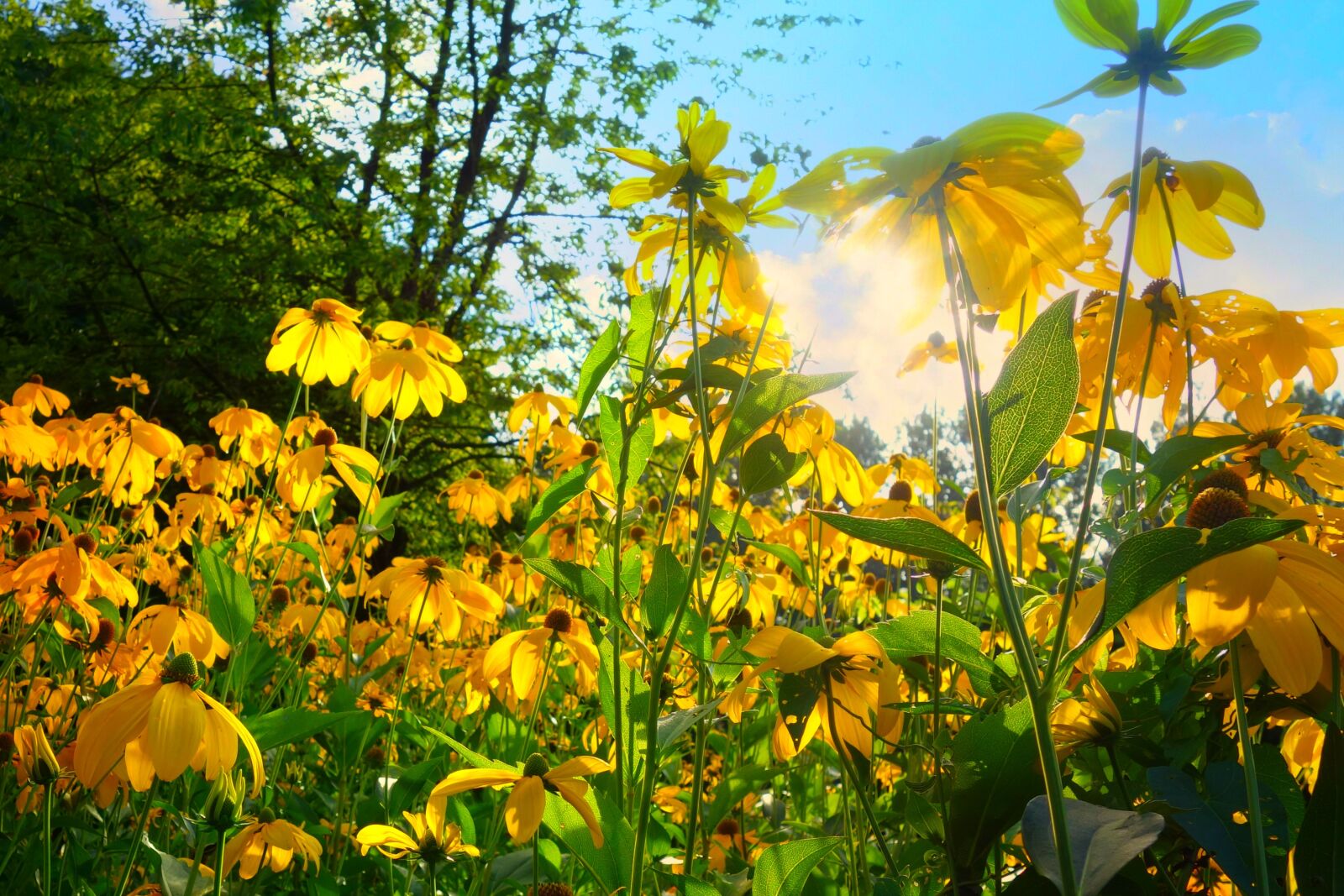 Sony Cyber-shot DSC-RX100 sample photo. Cone flower, yellow cone photography