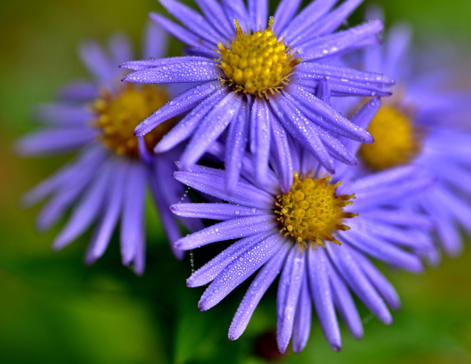 Nikon D600 sample photo. Herfstasters, flowers, petals photography
