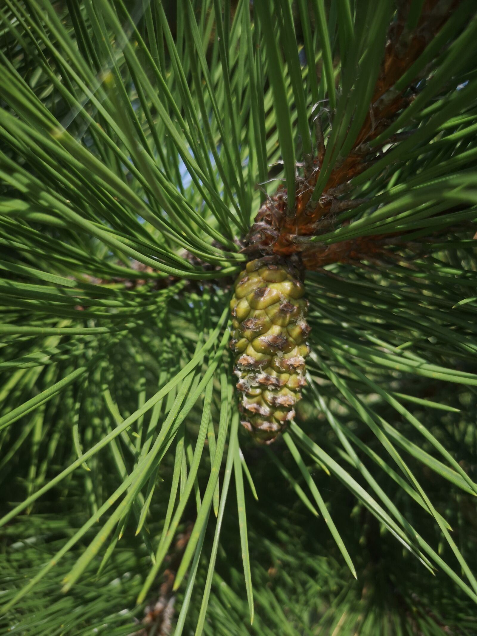 HUAWEI CLT-L29 sample photo. Pine, tap, tree photography
