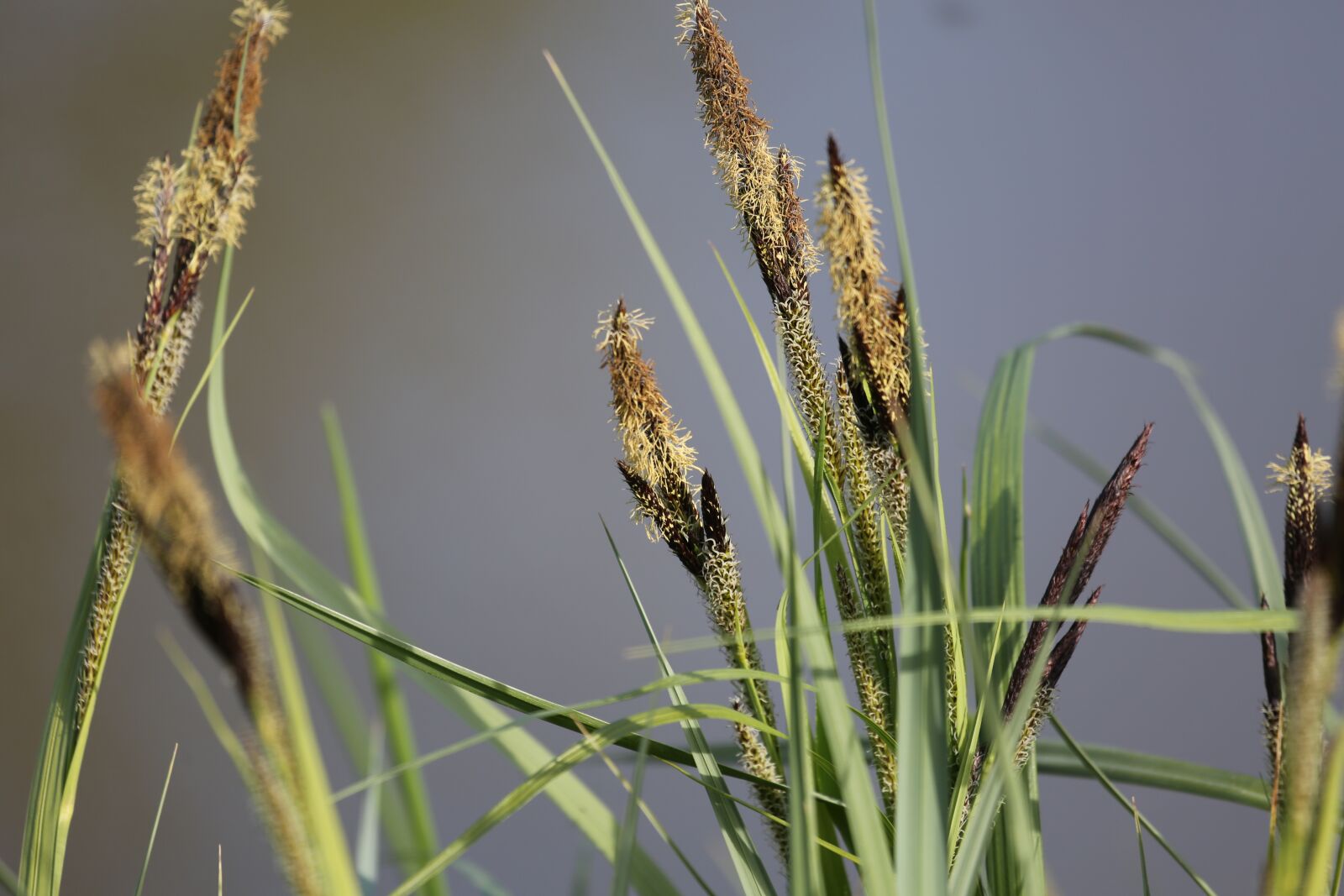 Canon EF 100-400mm F4.5-5.6L IS USM sample photo. Grass, halme, nature photography