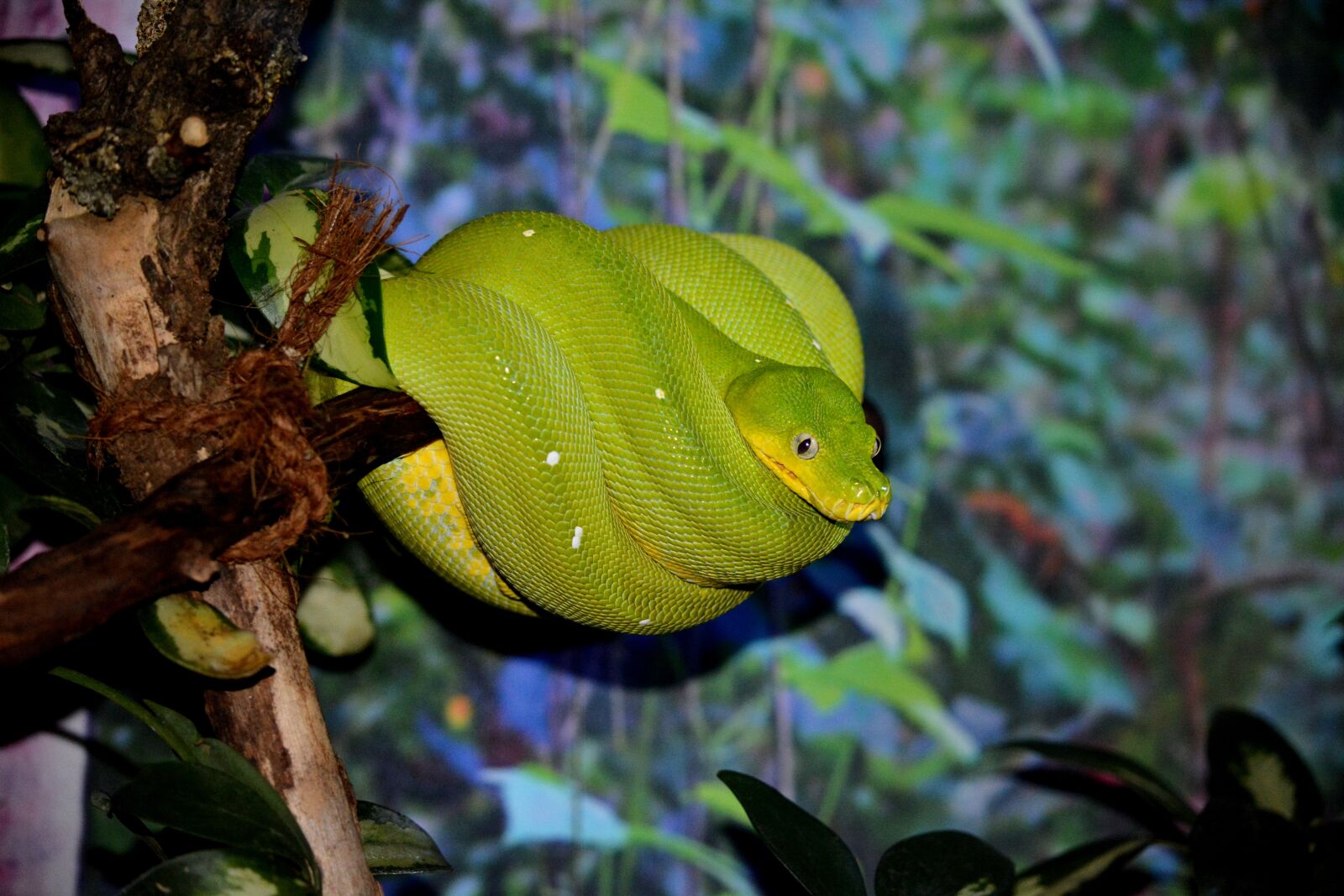 Nikon D7100 sample photo. Animals, nature, snake photography