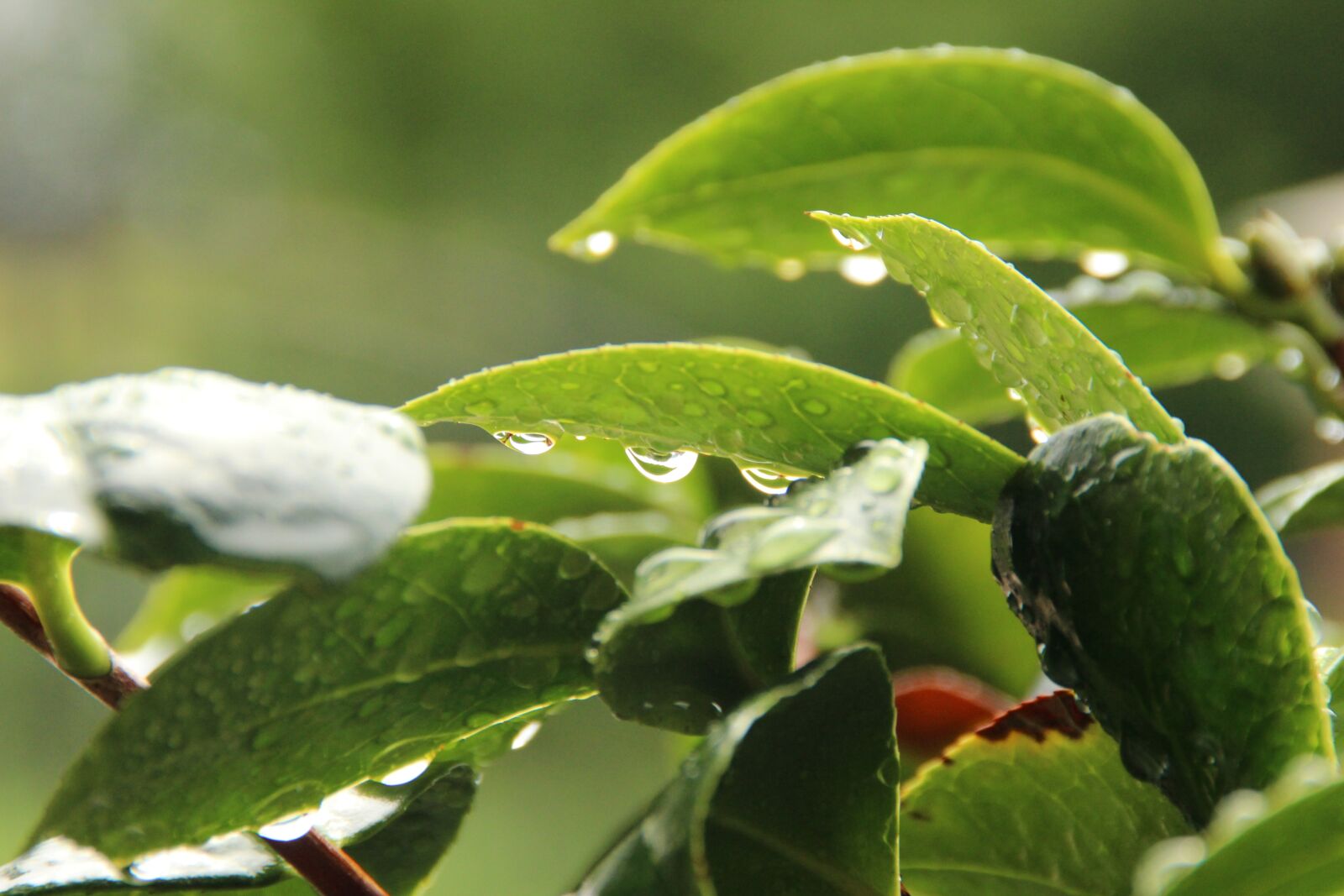 Canon EOS 600D (Rebel EOS T3i / EOS Kiss X5) sample photo. Leaf, dew, nature photography