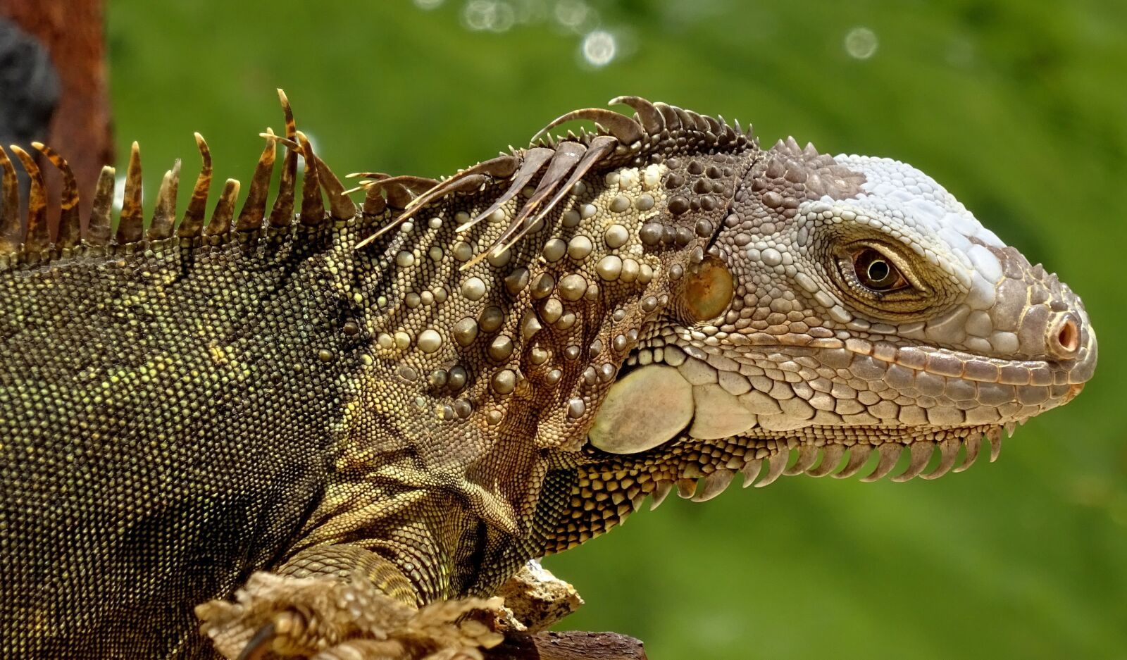 Sony Cyber-shot DSC-WX350 sample photo. Iguana, florida, lizard photography