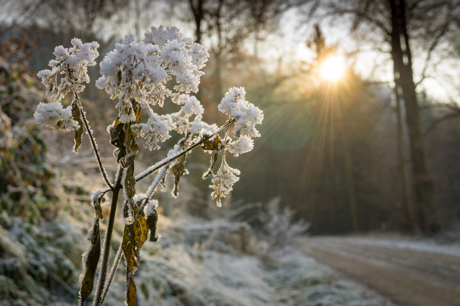 Sony a6000 + Sigma 30mm F2.8 EX DN sample photo. Branches, close, up, cold photography