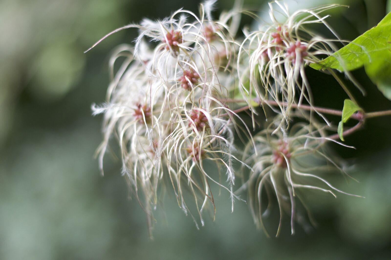 Nikon D3100 sample photo. Flower, hairy, summer photography