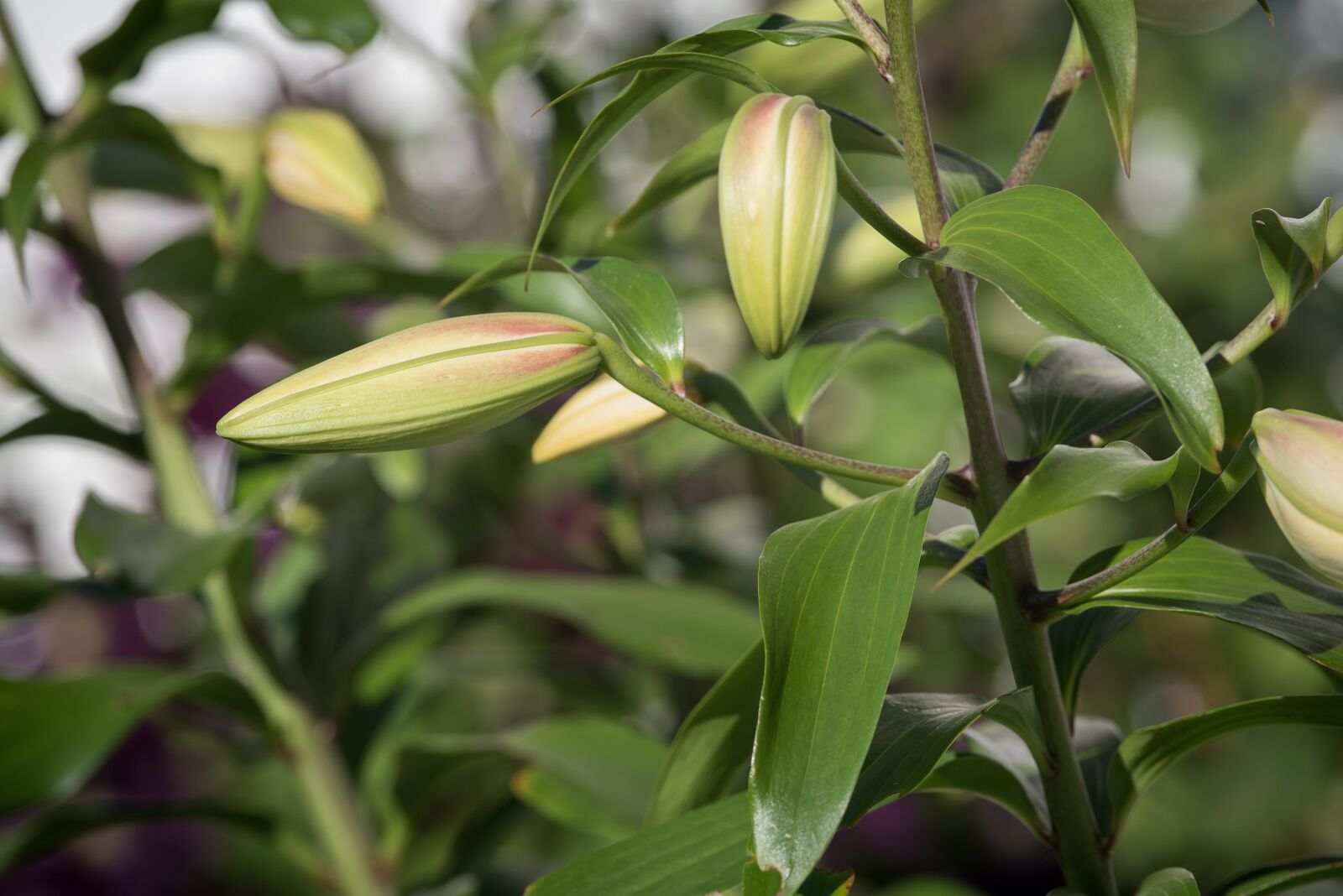 Nikon D750 sample photo. Lily, bud, plant photography