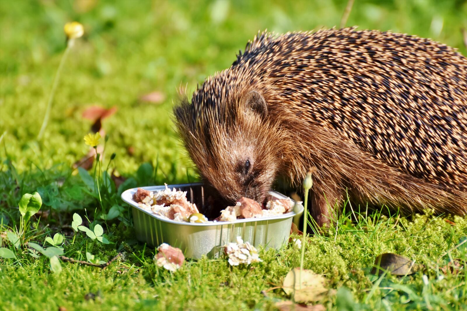 Nikon D7200 sample photo. Hedgehog, spur, hannah photography