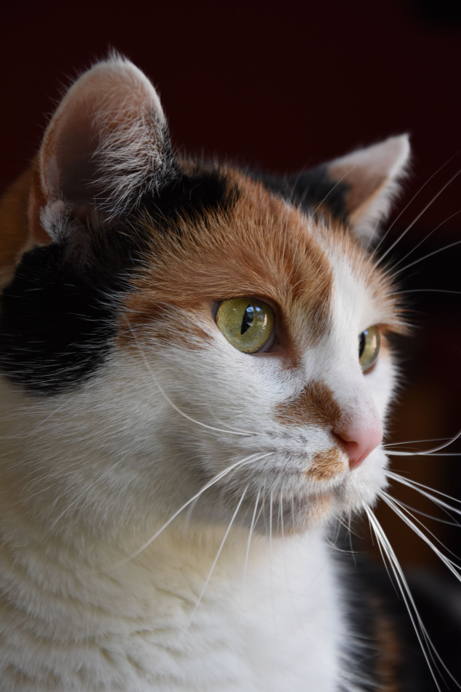 Nikon D7200 sample photo. Cat, sweet, pet photography