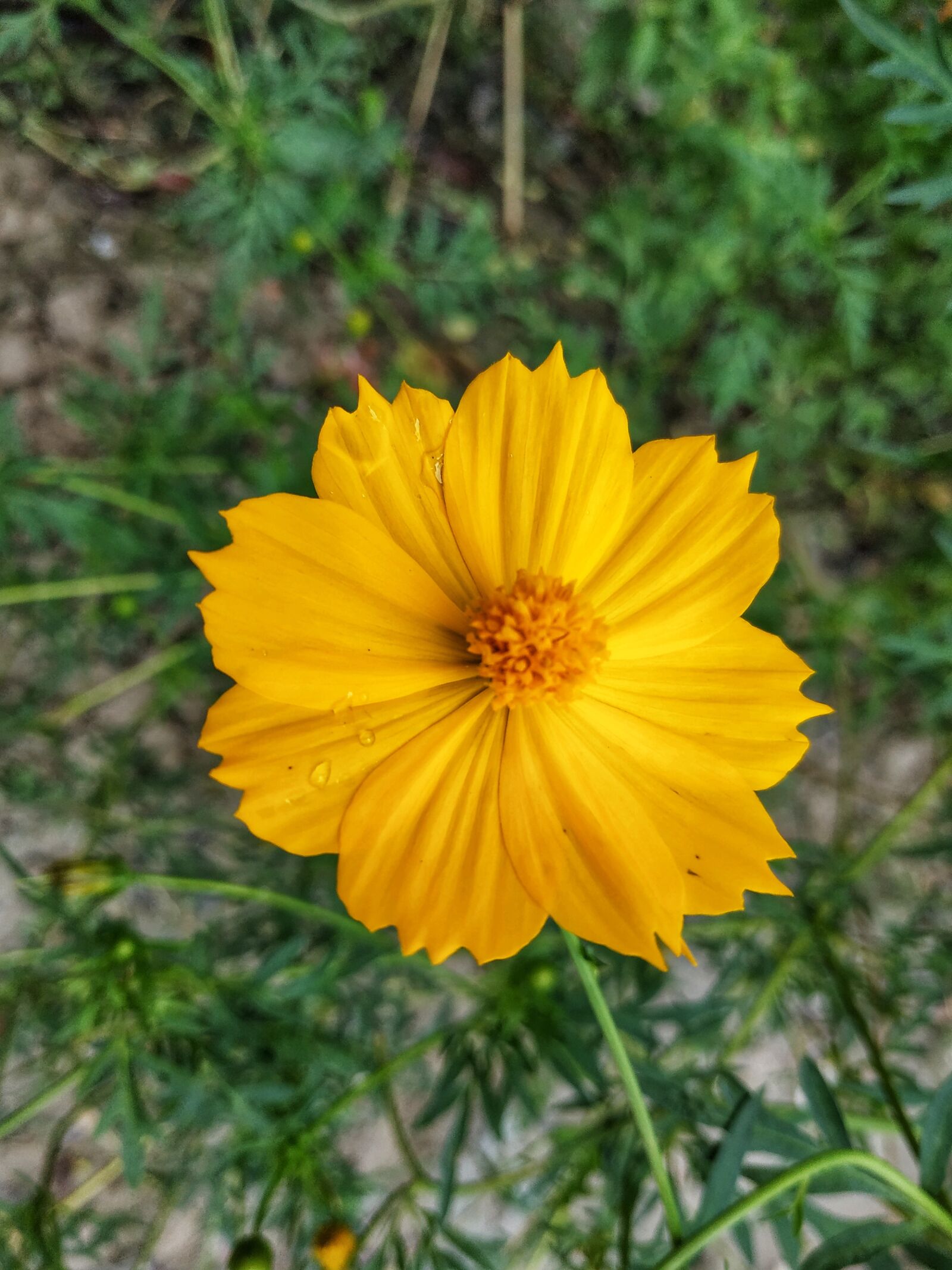 Xiaomi Redmi Note 5 sample photo. Flower, yellow flower, colours photography