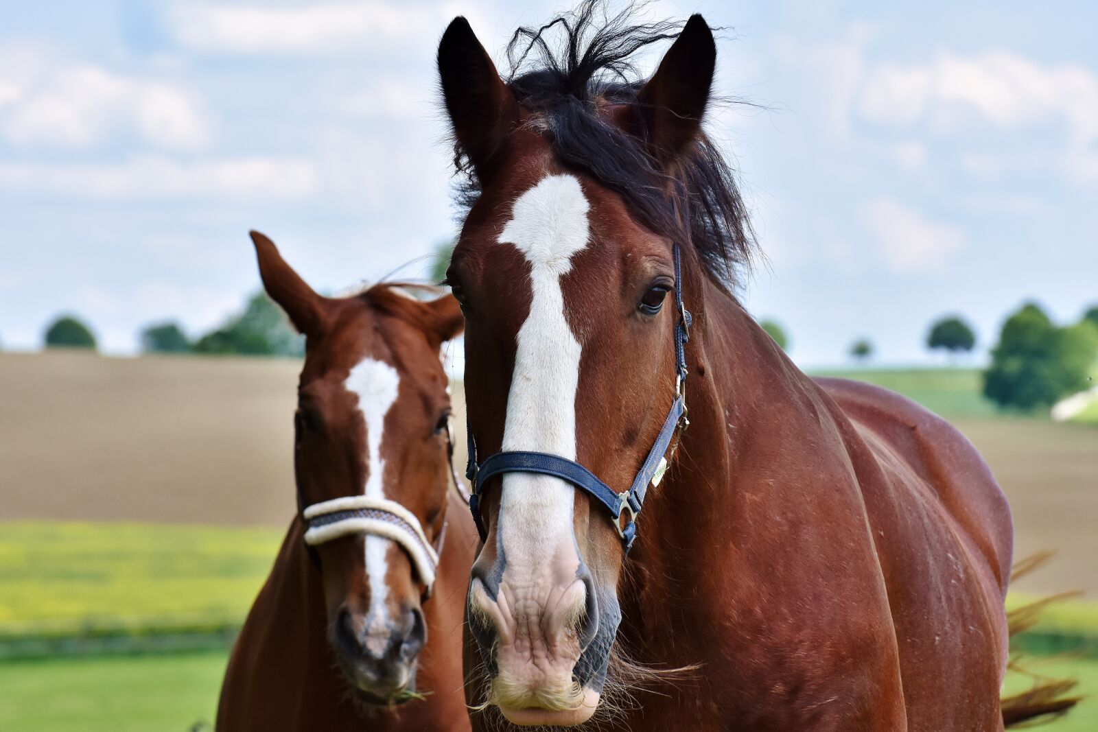 Nikon D7200 sample photo. Horses, for two, coupling photography
