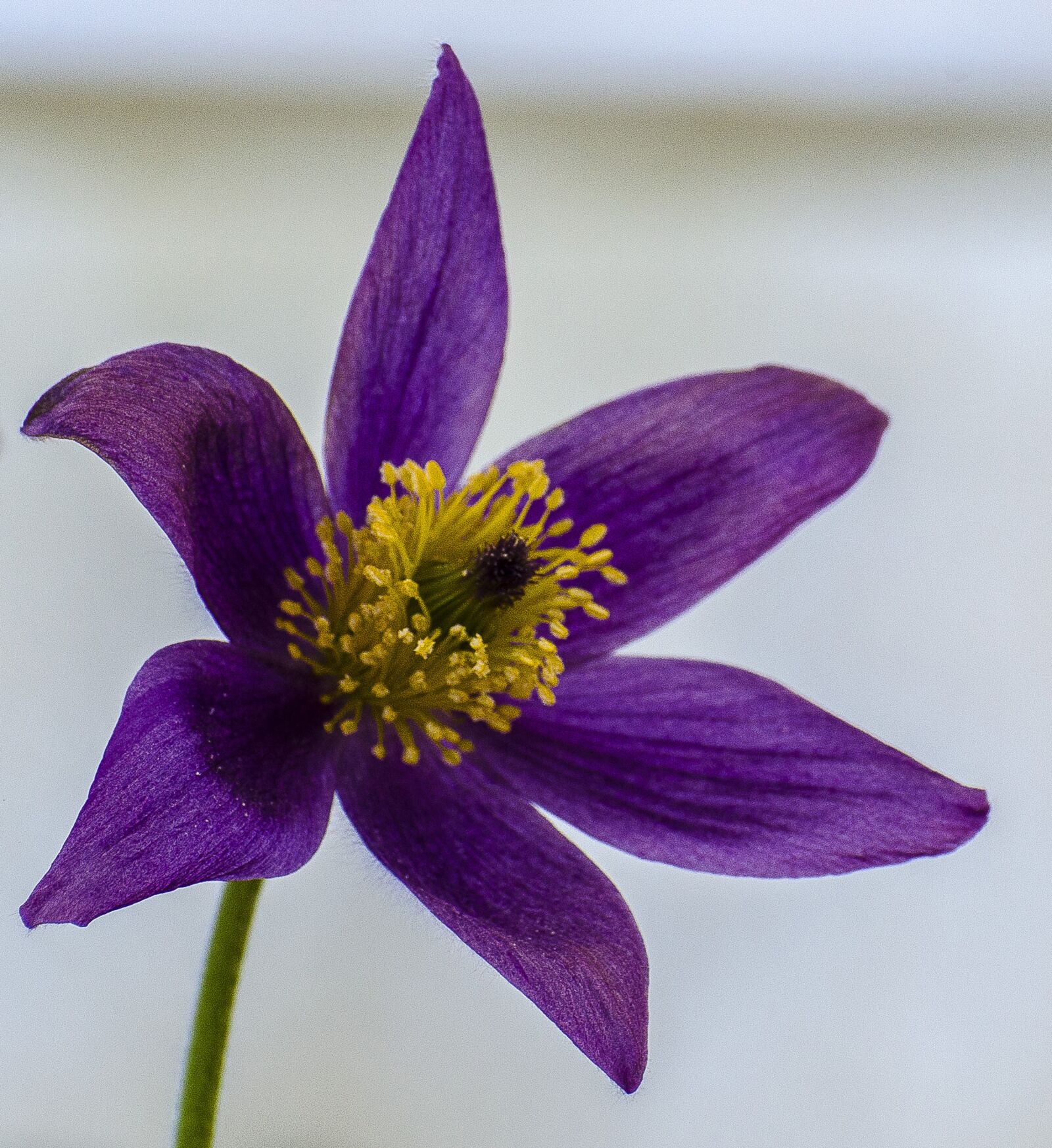 Nikon D7000 sample photo. Flower, pulsatilla, purple photography