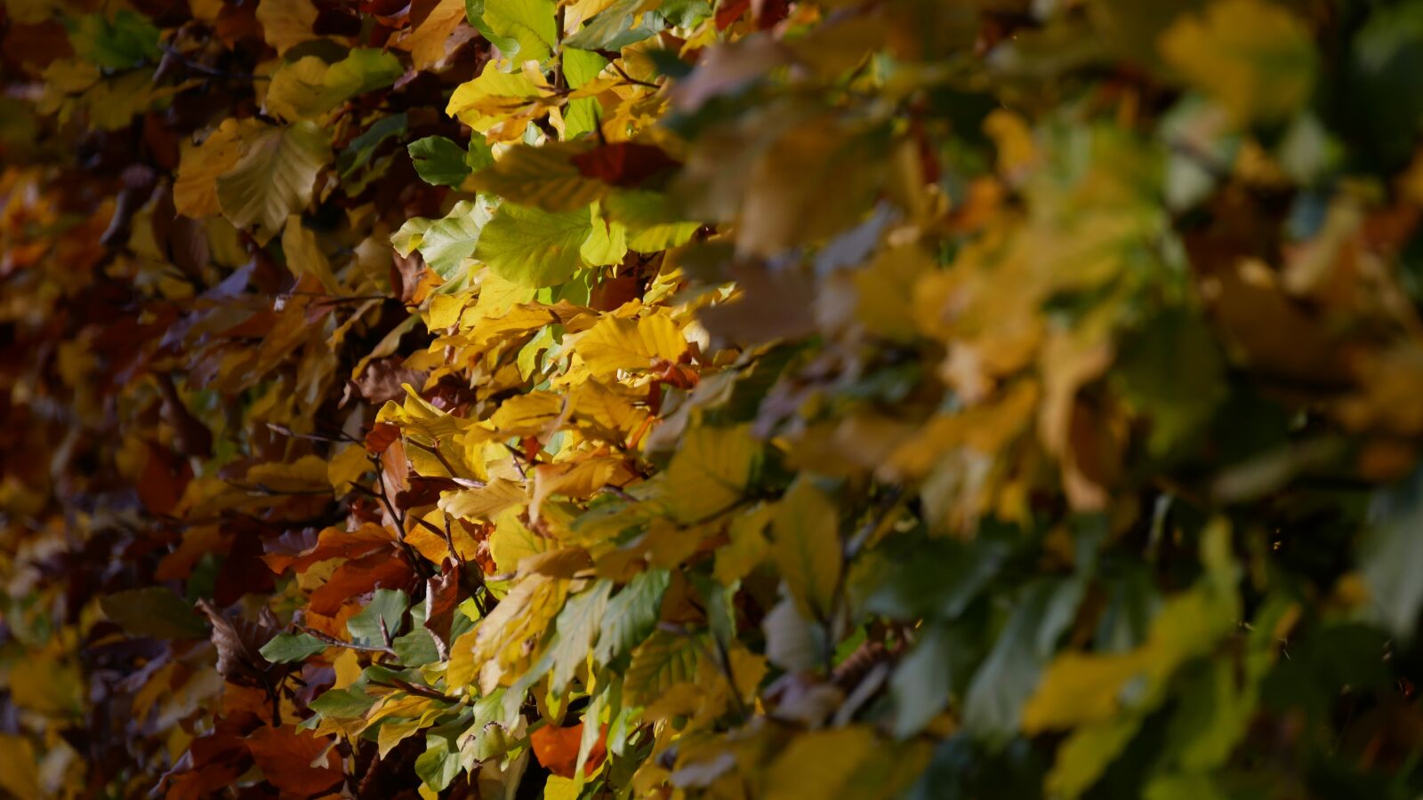 Panasonic Lumix DMC-G85 (Lumix DMC-G80) sample photo. Heg, autumn, sheet photography