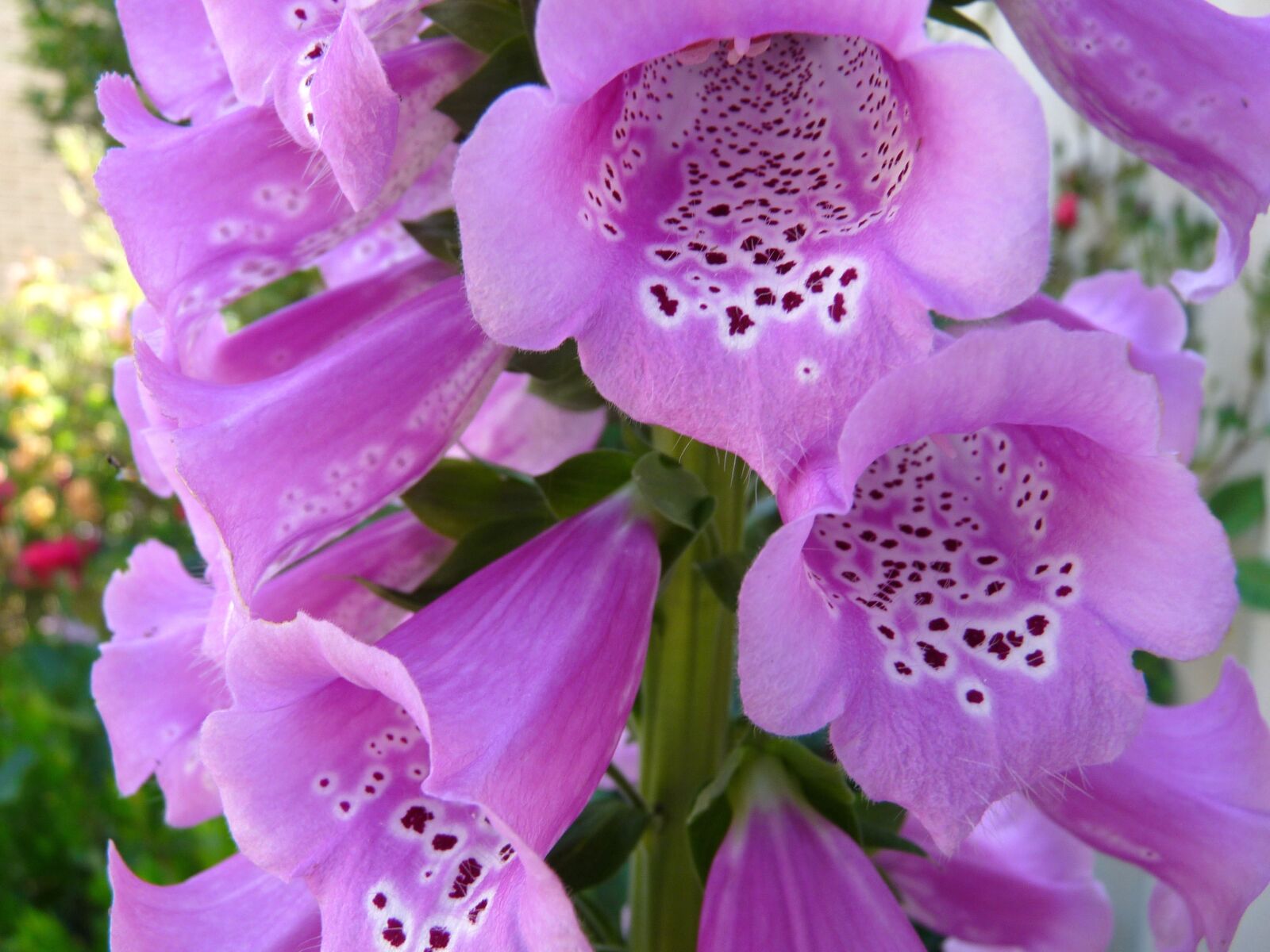 Panasonic Lumix DMC-FZ28 sample photo. Foxglove, mauve, flower photography