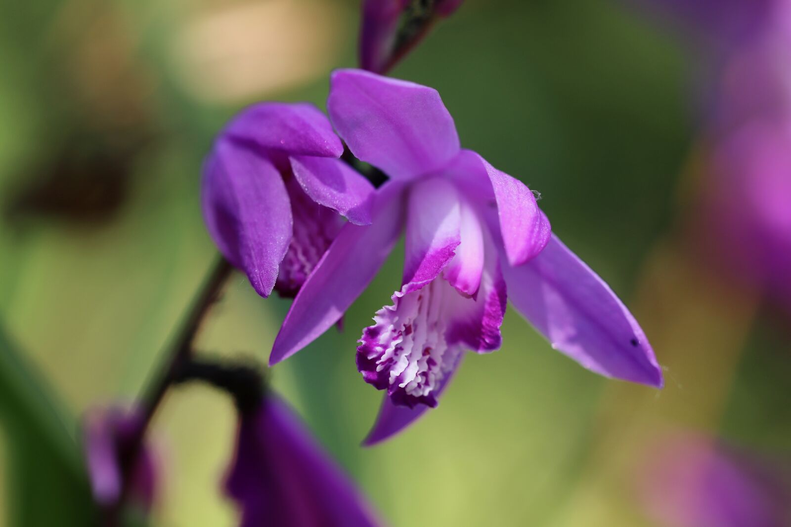 Canon EOS 800D (EOS Rebel T7i / EOS Kiss X9i) + Canon EF 100mm F2.8L Macro IS USM sample photo. Orchid, bletilla striata, flowers photography