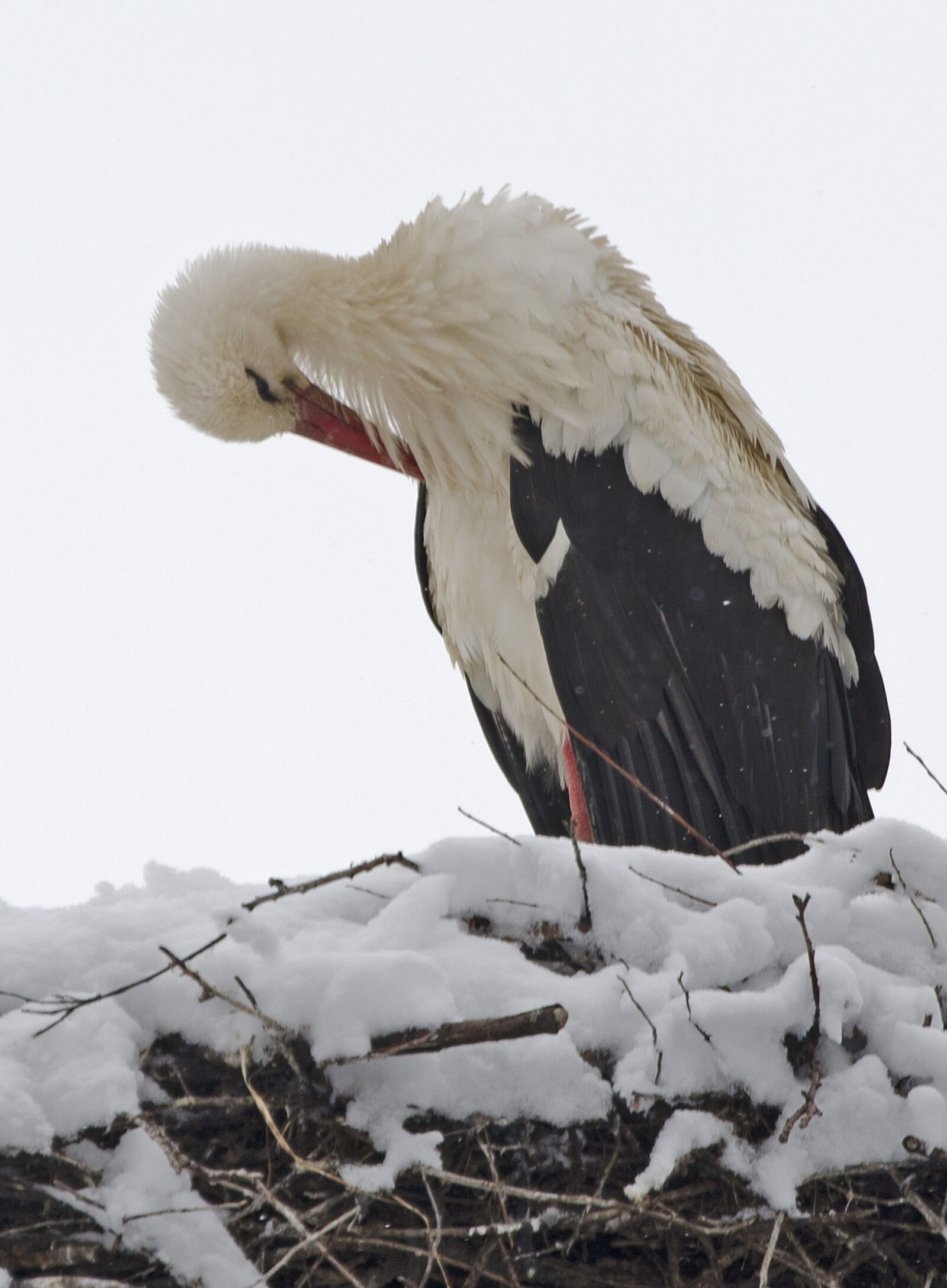 Nikon D5100 sample photo. Stork, snow, cold photography
