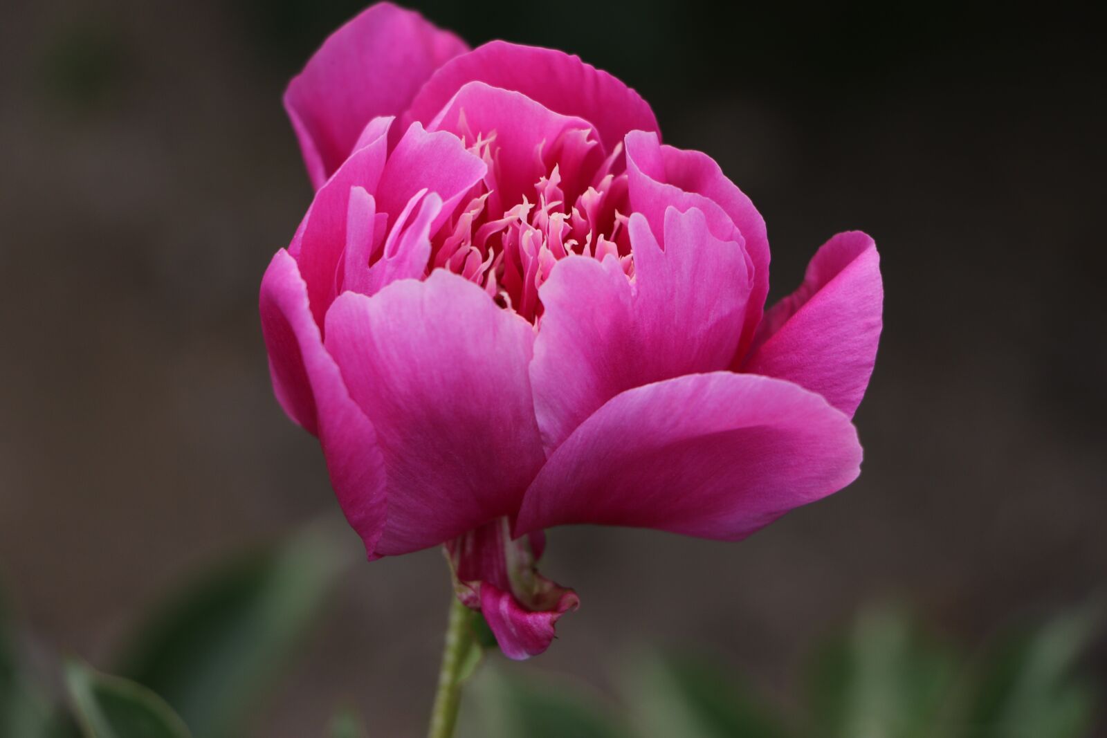 Canon EOS 7D Mark II sample photo. Chinese herbaceous peony, flower photography