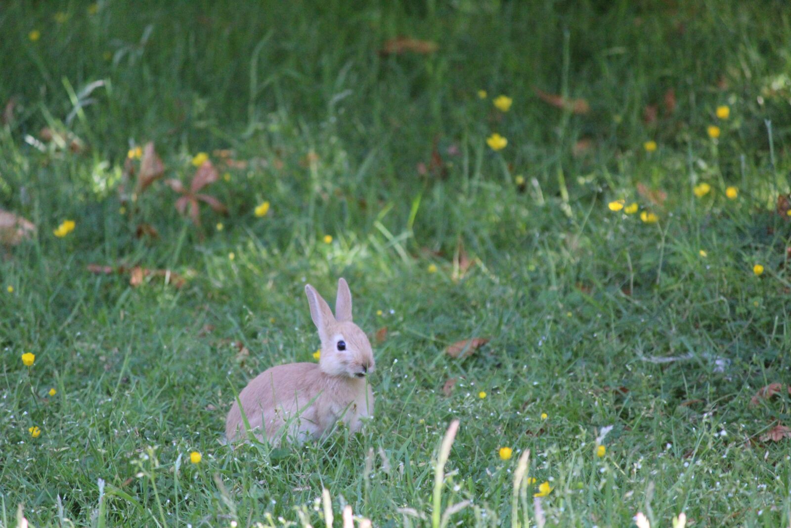 Canon EOS 600D (Rebel EOS T3i / EOS Kiss X5) sample photo. Bunny, rabbit, mammal photography