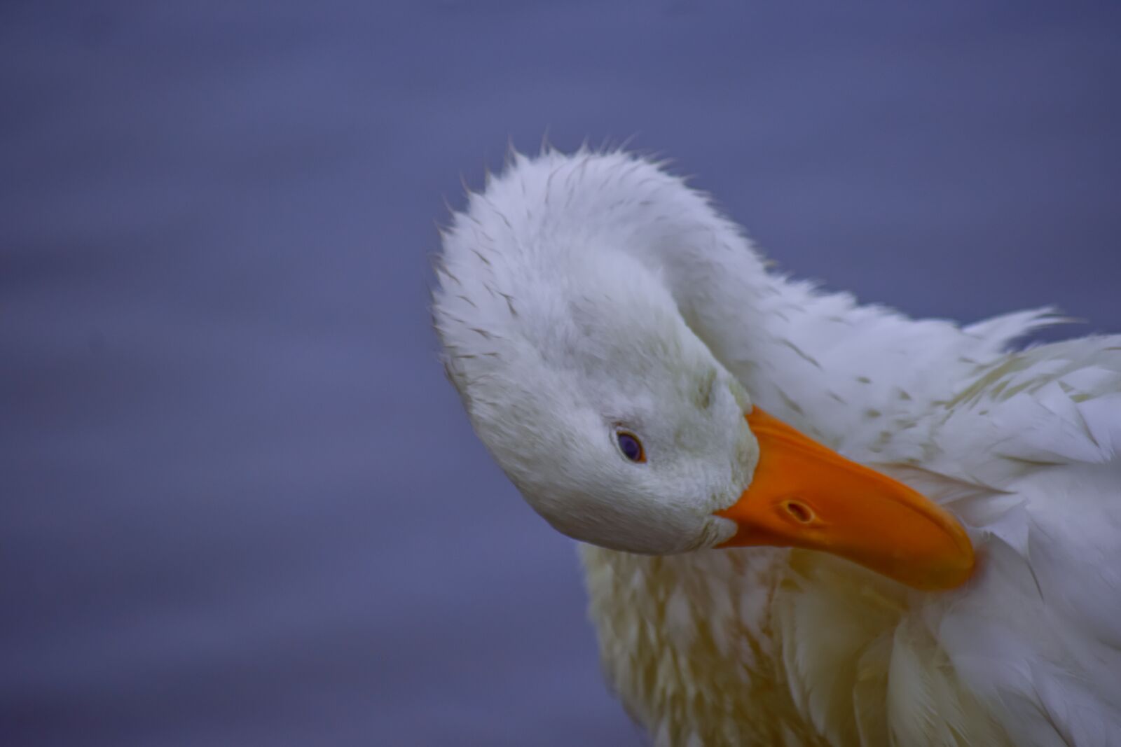 Nikon D5300 sample photo. Swan, duck, water photography