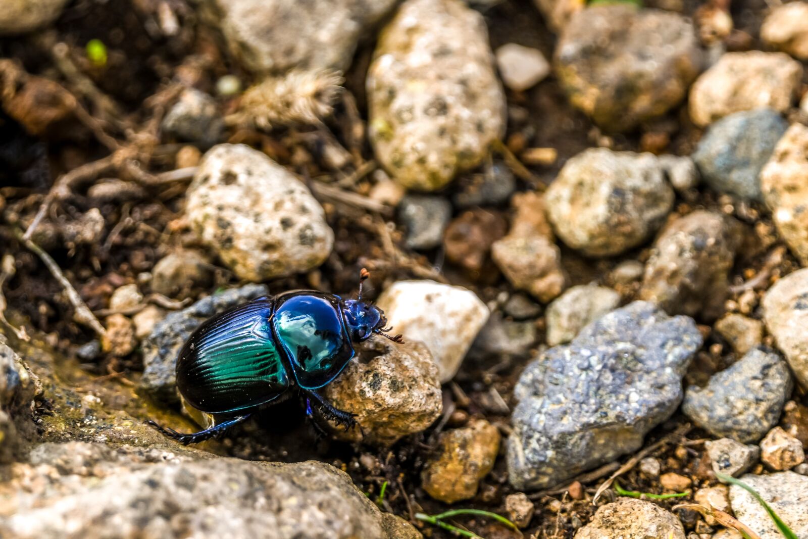 Tamron 28-300mm F3.5-6.3 Di VC PZD sample photo. Beetle, stones, insect photography