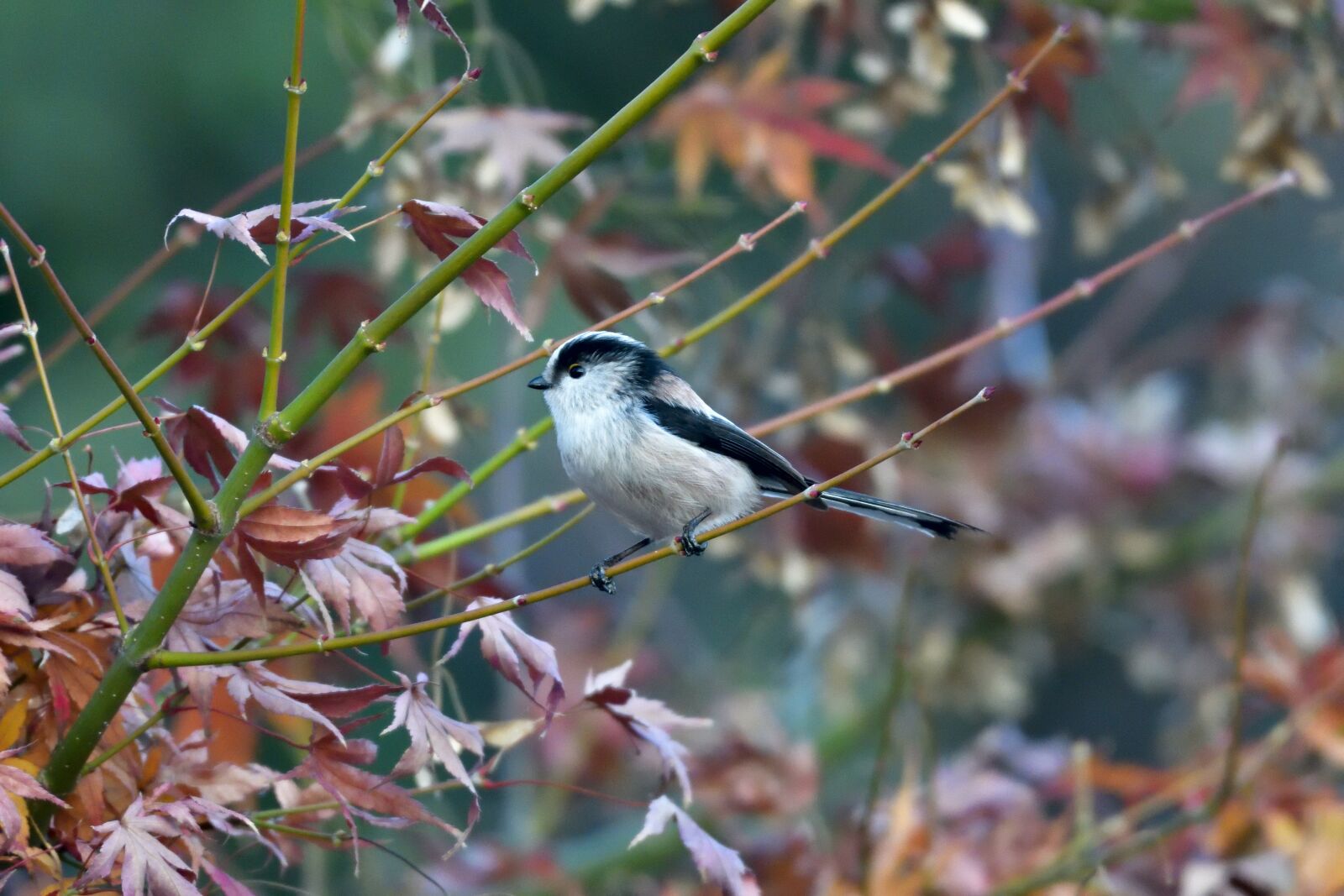 Nikon D500 sample photo. Natural, bird, outdoors photography