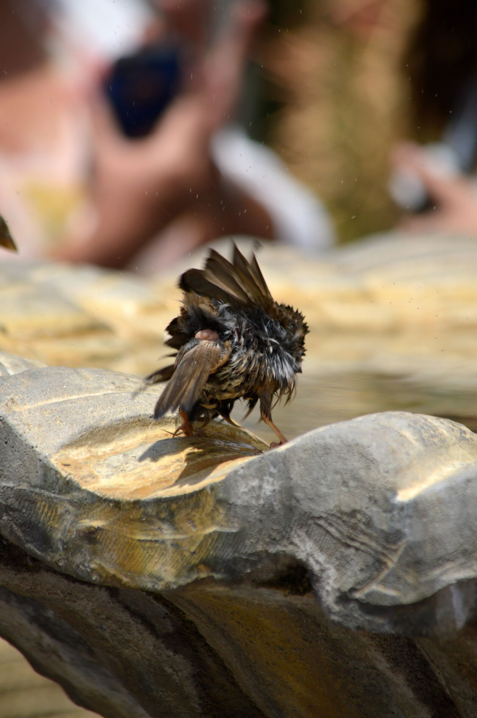 Nikon D3200 sample photo. Bird, bathing, birdbath photography