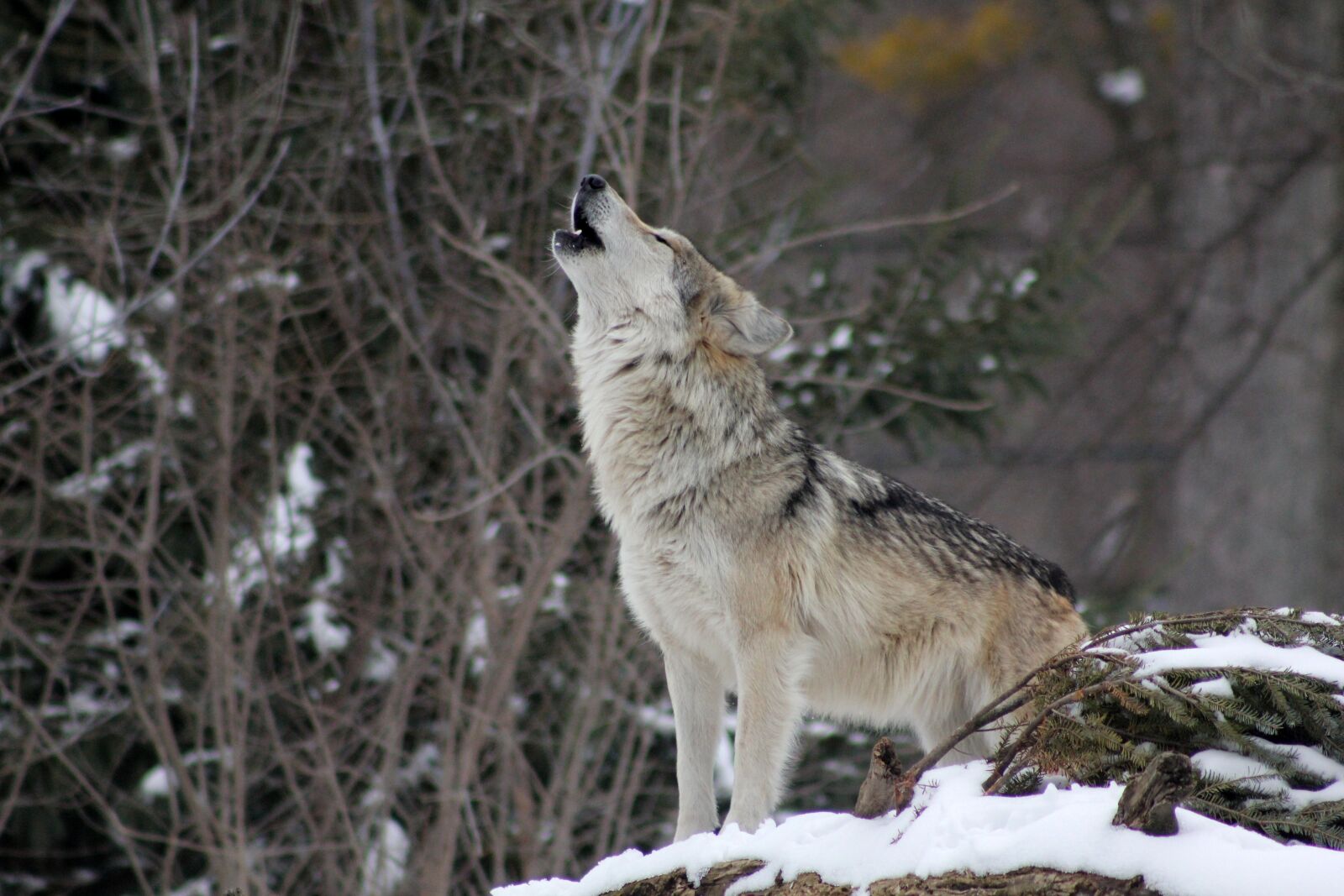 Canon EF 75-300mm f/4-5.6 USM sample photo. Wolf, howling, animal photography