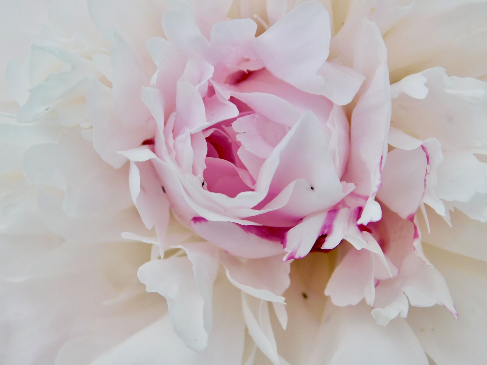 Nikon Coolpix B500 sample photo. Pink, peony, heart photography