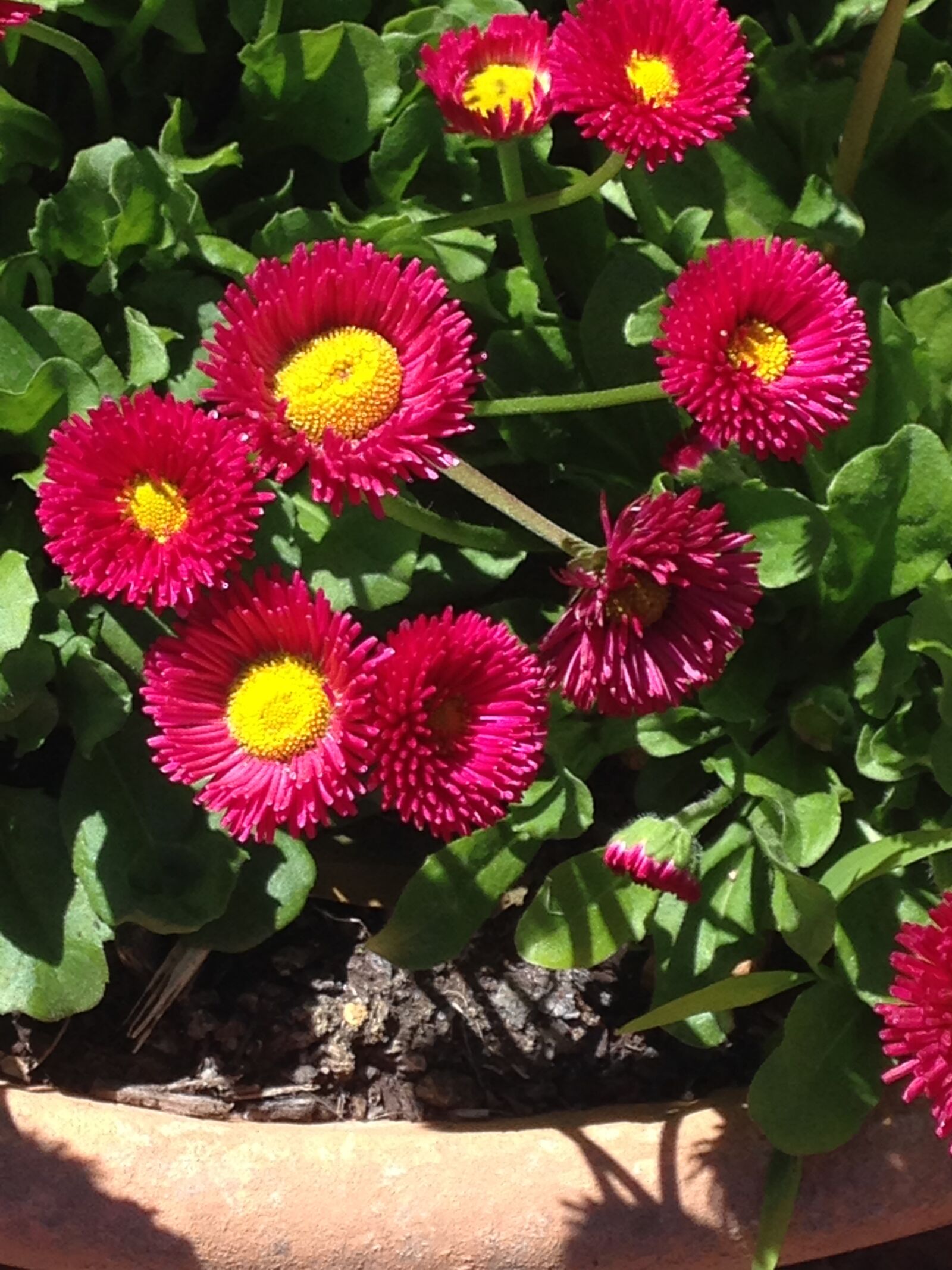 iPhone 5c back camera 4.12mm f/2.4 sample photo. Flower, flowers, red, flowers photography