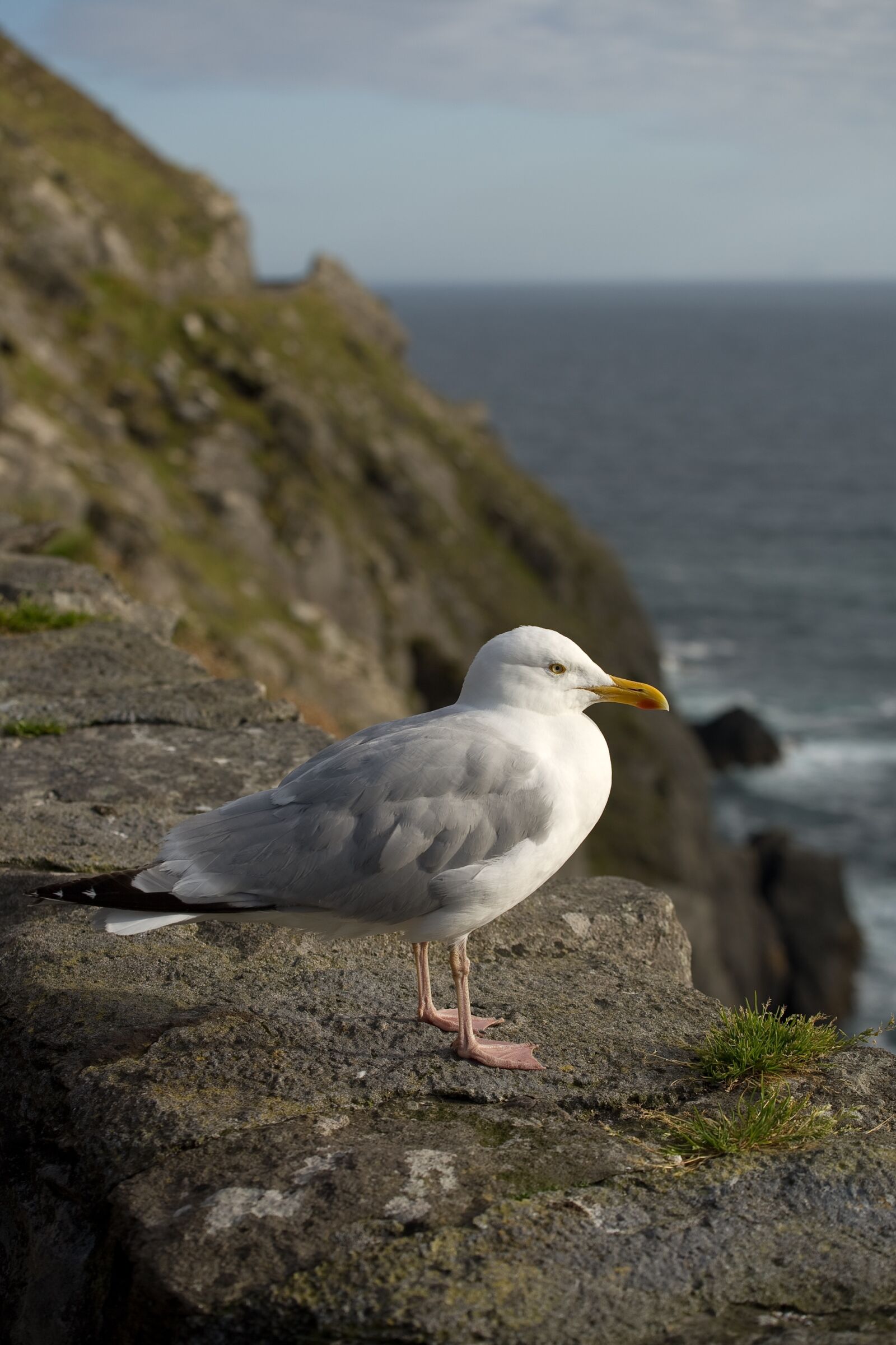 Canon EOS 5D sample photo. Gull, bird, seagull photography