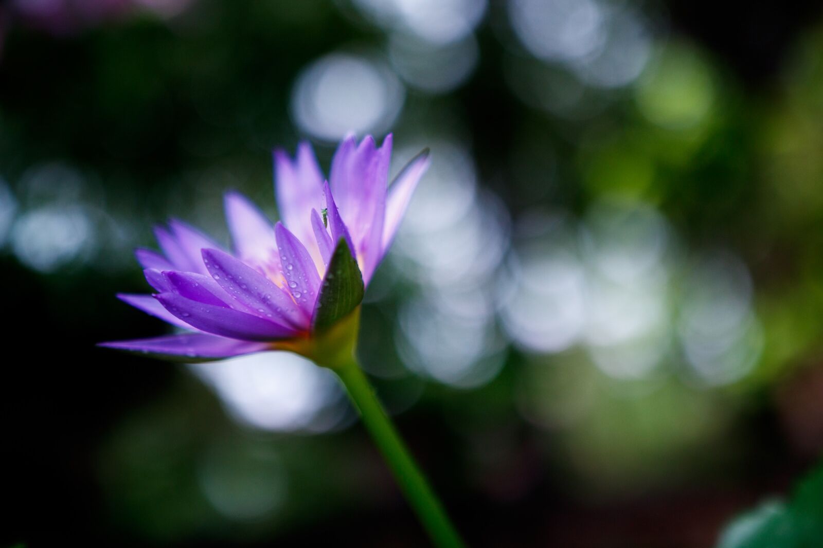 Canon EOS 750D (EOS Rebel T6i / EOS Kiss X8i) sample photo. Flower, water lily, purple photography