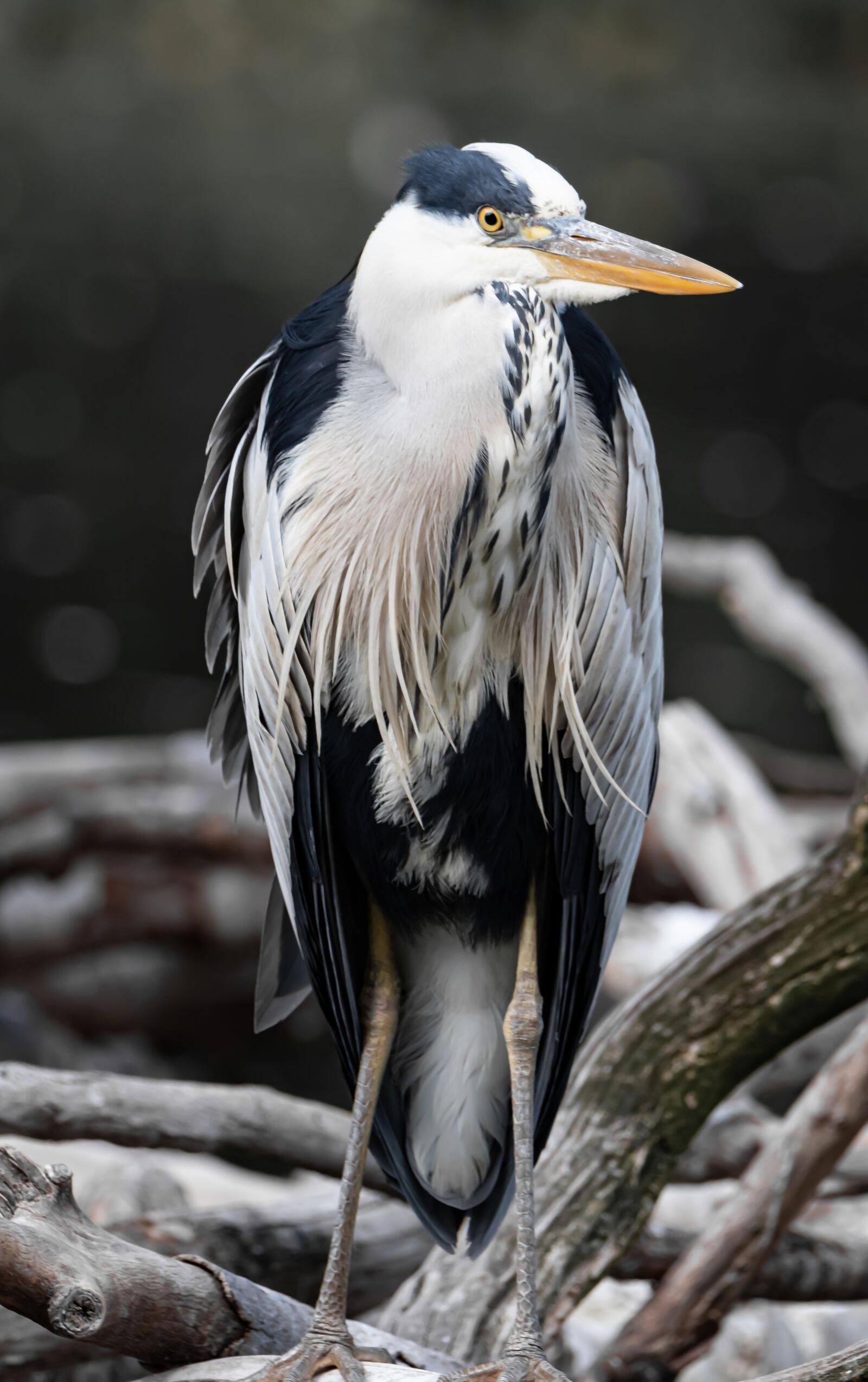 Canon EOS 80D sample photo. Grey heron, bird, nature photography