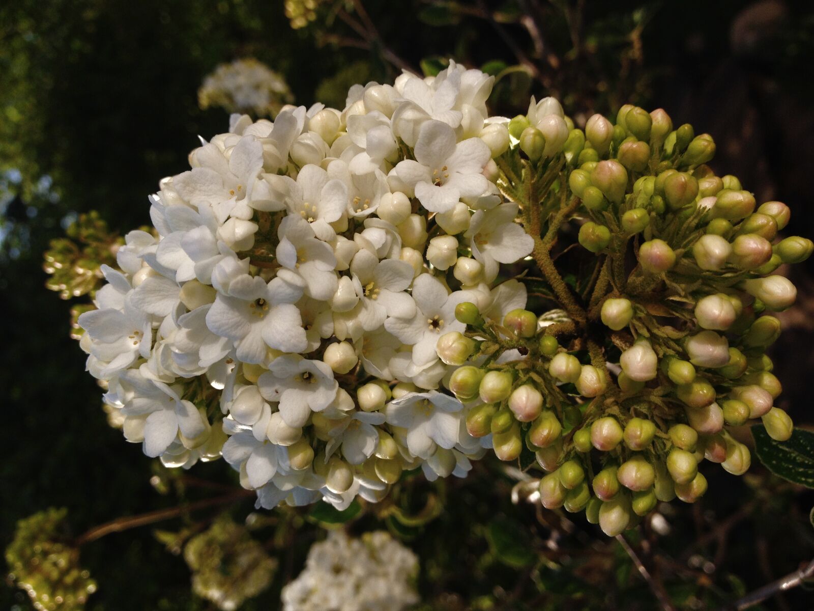 iPhone 4S back camera 4.28mm f/2.4 sample photo. Viburnum opulus, common snowball photography