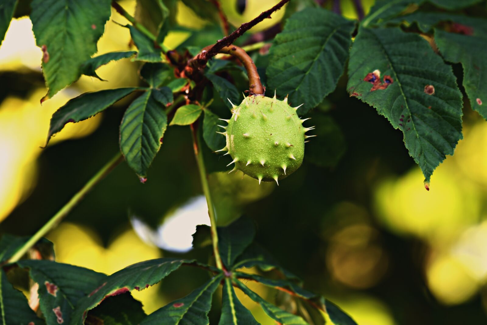 Nikon D750 sample photo. Chestnut, burr, tree photography