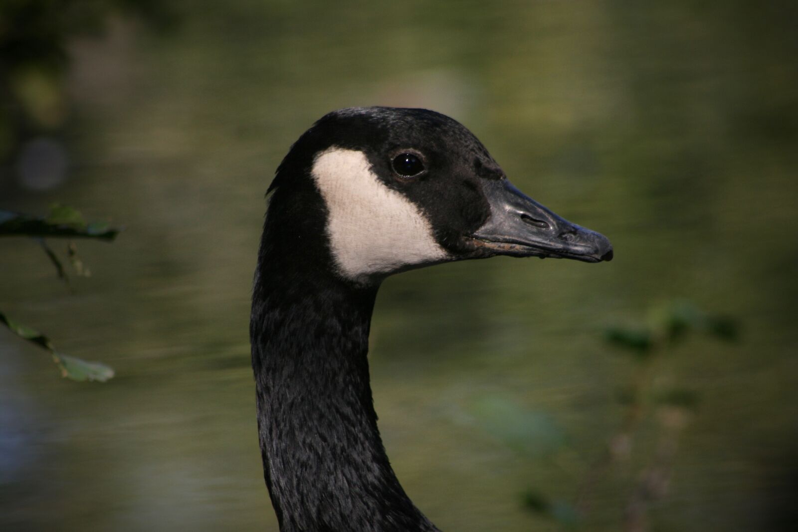 Canon EOS 400D (EOS Digital Rebel XTi / EOS Kiss Digital X) sample photo. Water bird, goose, canada photography