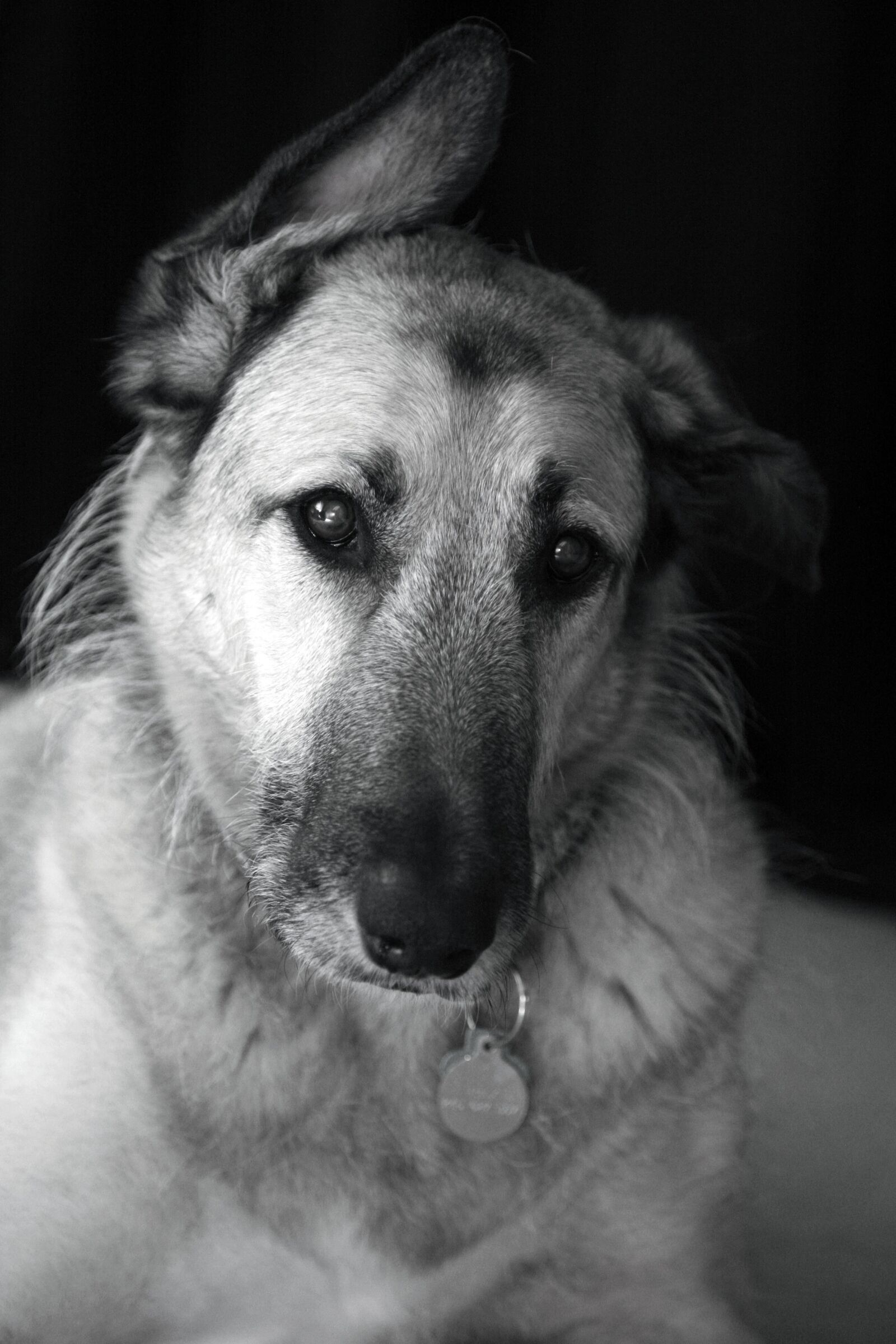 Canon EOS 5D sample photo. Dog, animal, pet photography