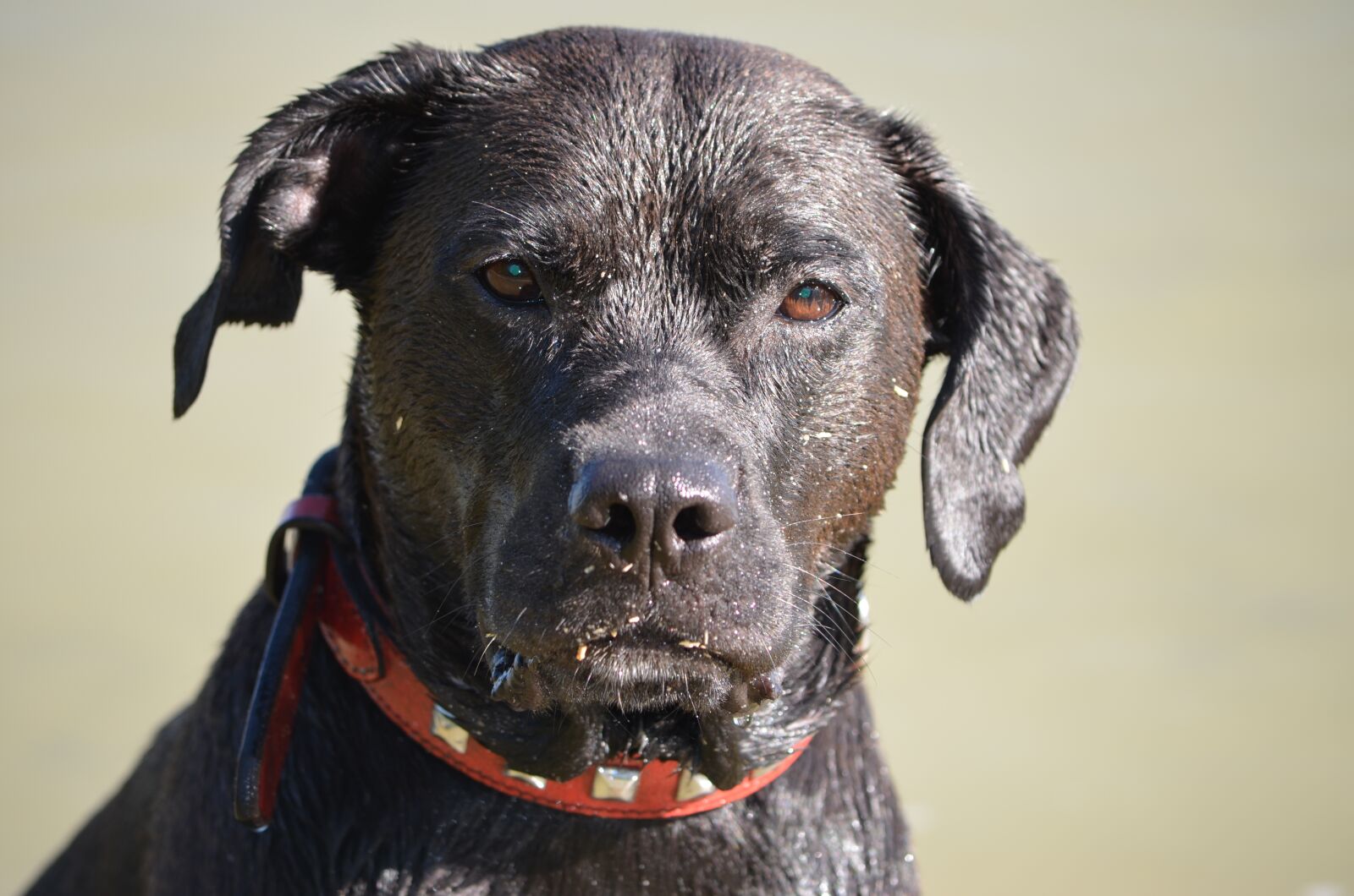 Nikon D5100 sample photo. Dog, cute, animal photography