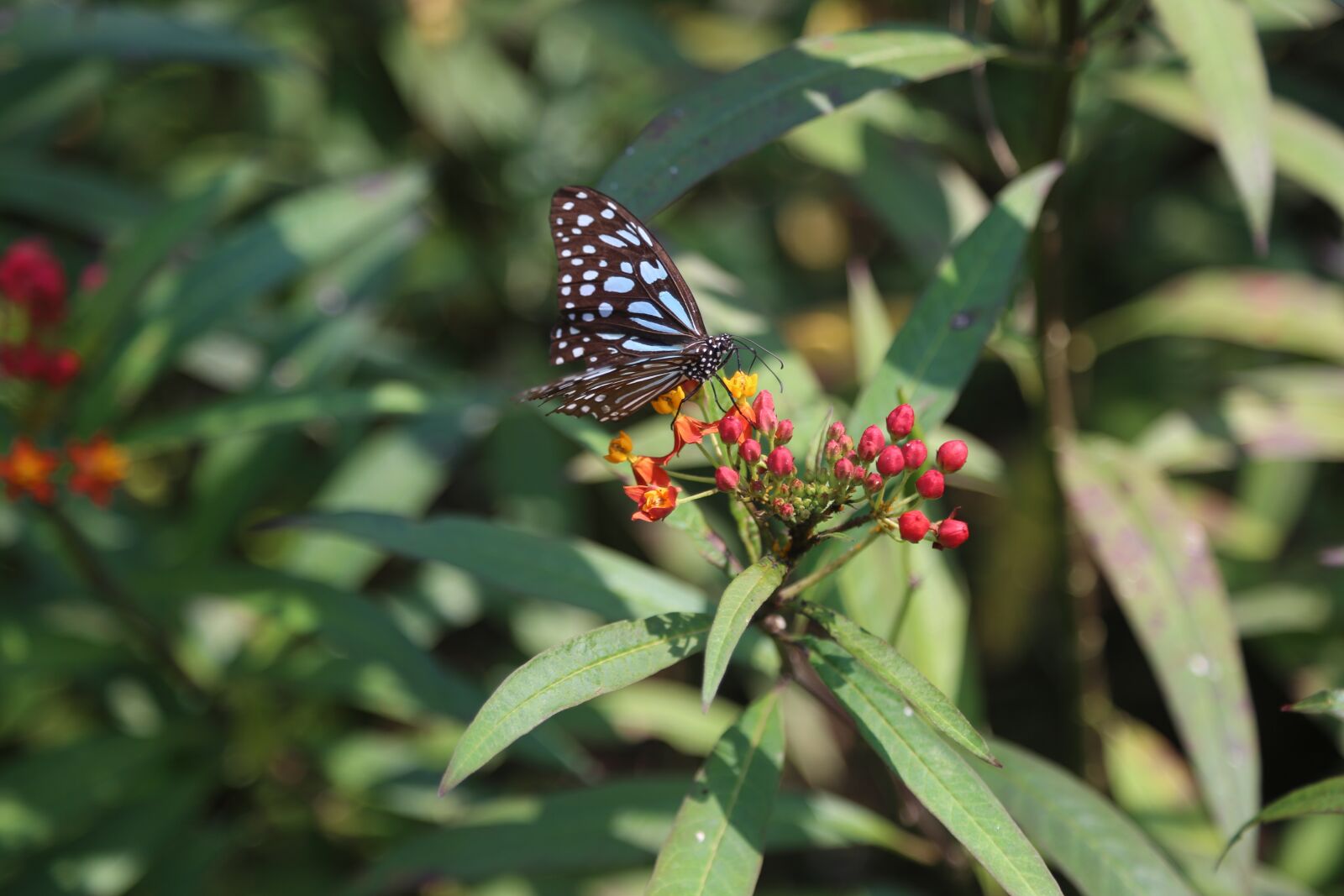 Canon EF 24-105mm F4L IS USM sample photo. Butterfly, kunming, m photography