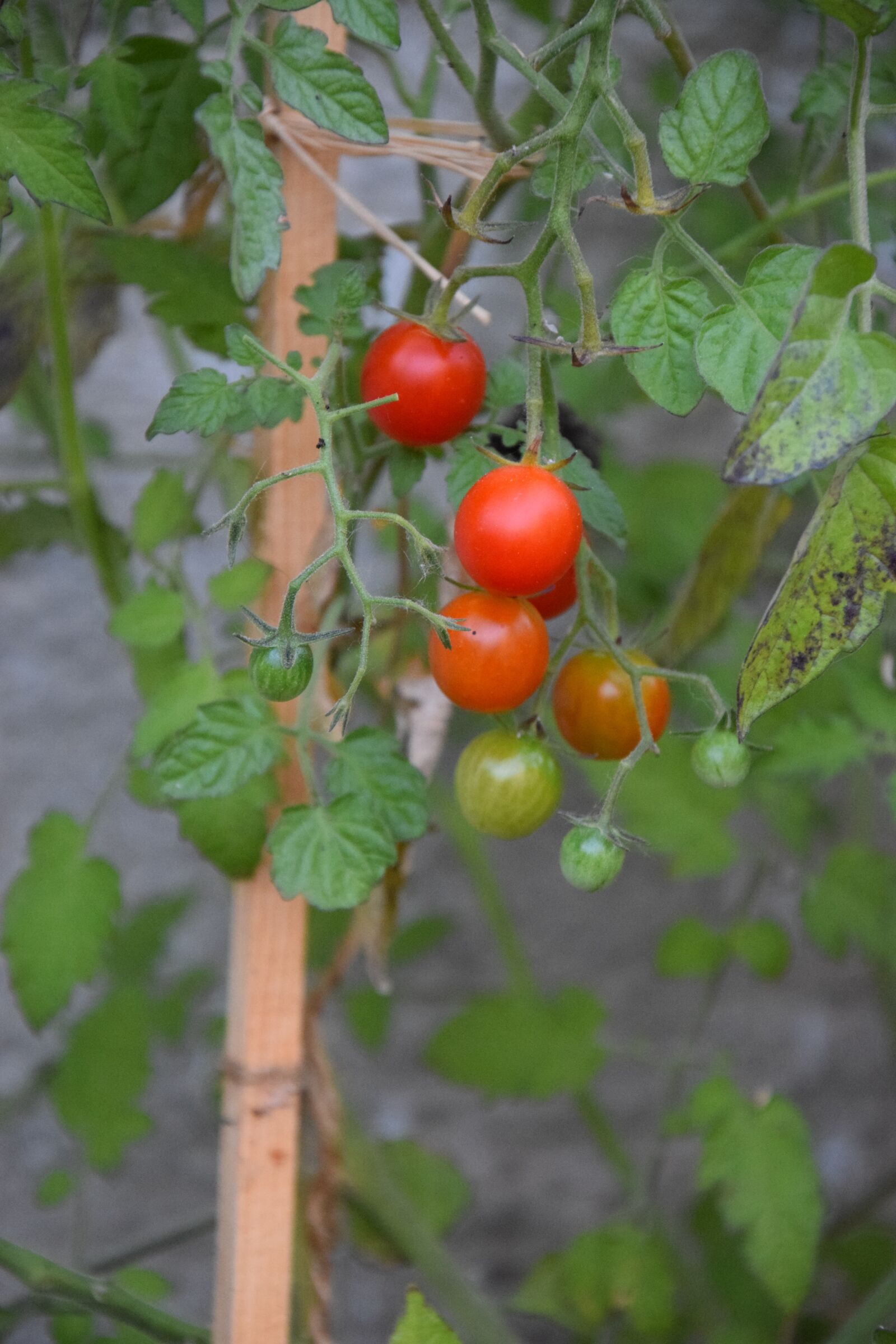 Nikon D5300 sample photo. Tomato, tomatoes, vegetables photography