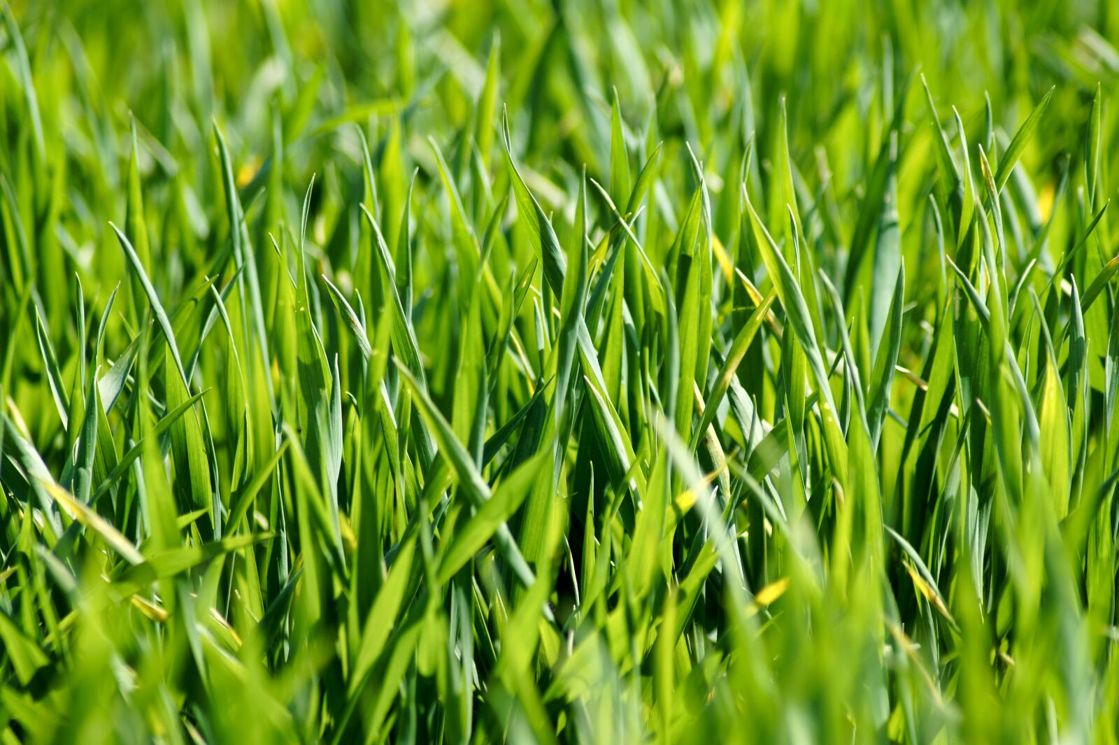 Sony SLT-A58 sample photo. Meadow, field, green photography