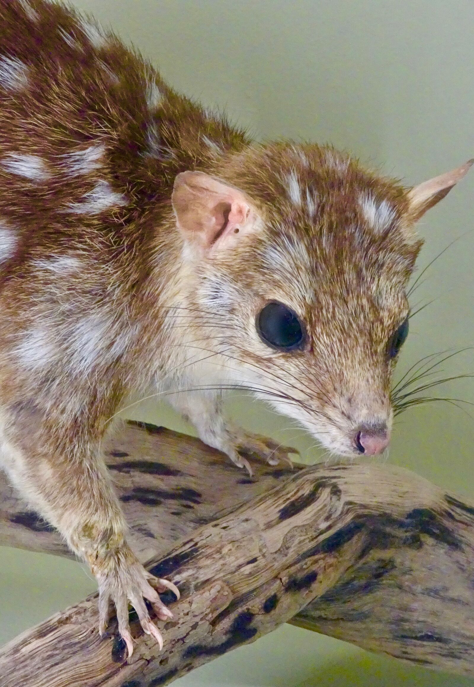 Sony Cyber-shot DSC-HX90V sample photo. Bandicoot, cute, australia photography