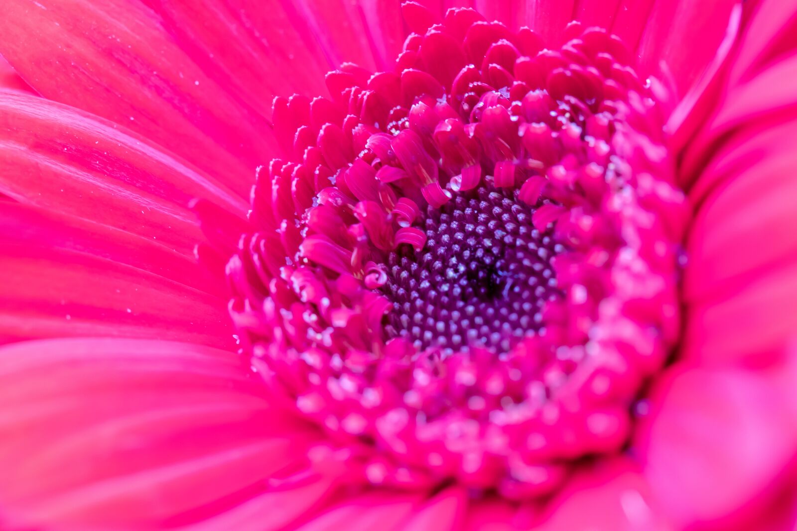 Canon EF-S 60mm F2.8 Macro USM sample photo. Flower, blossom, bloom photography