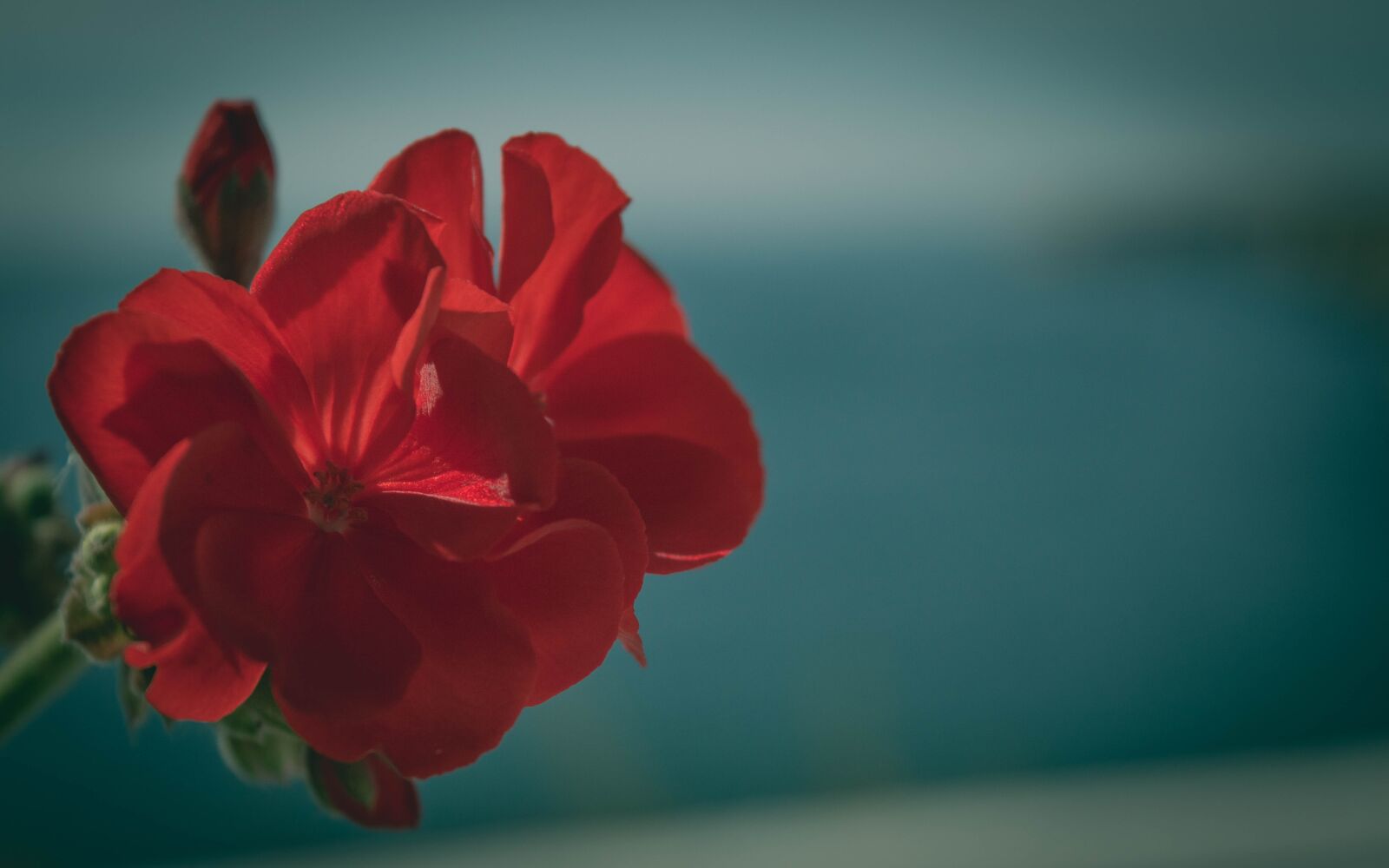 Nikon D3200 sample photo. Rose, flower, nature photography