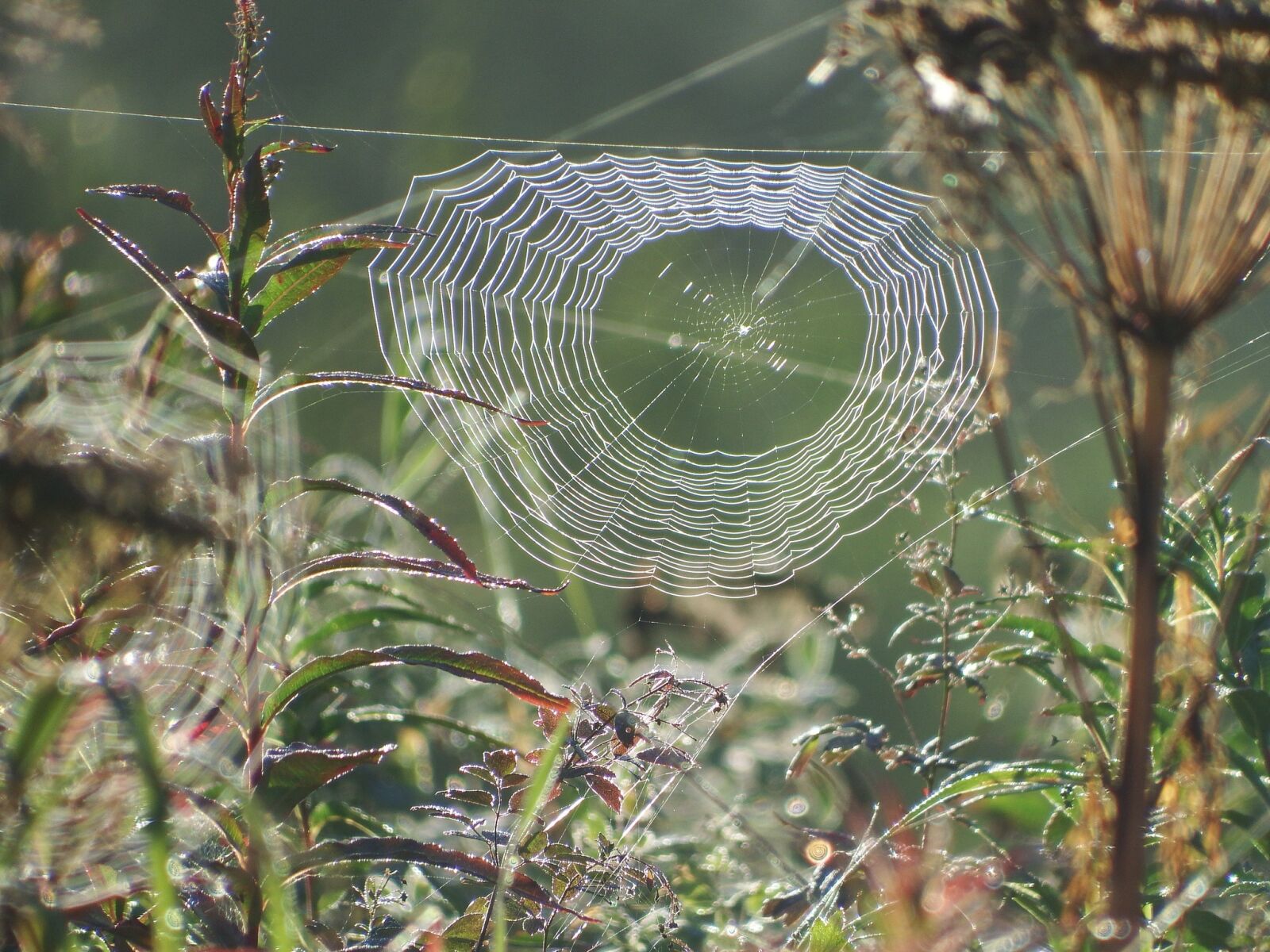 Fujifilm FinePix S1 sample photo. Spider web, autumn, spider photography
