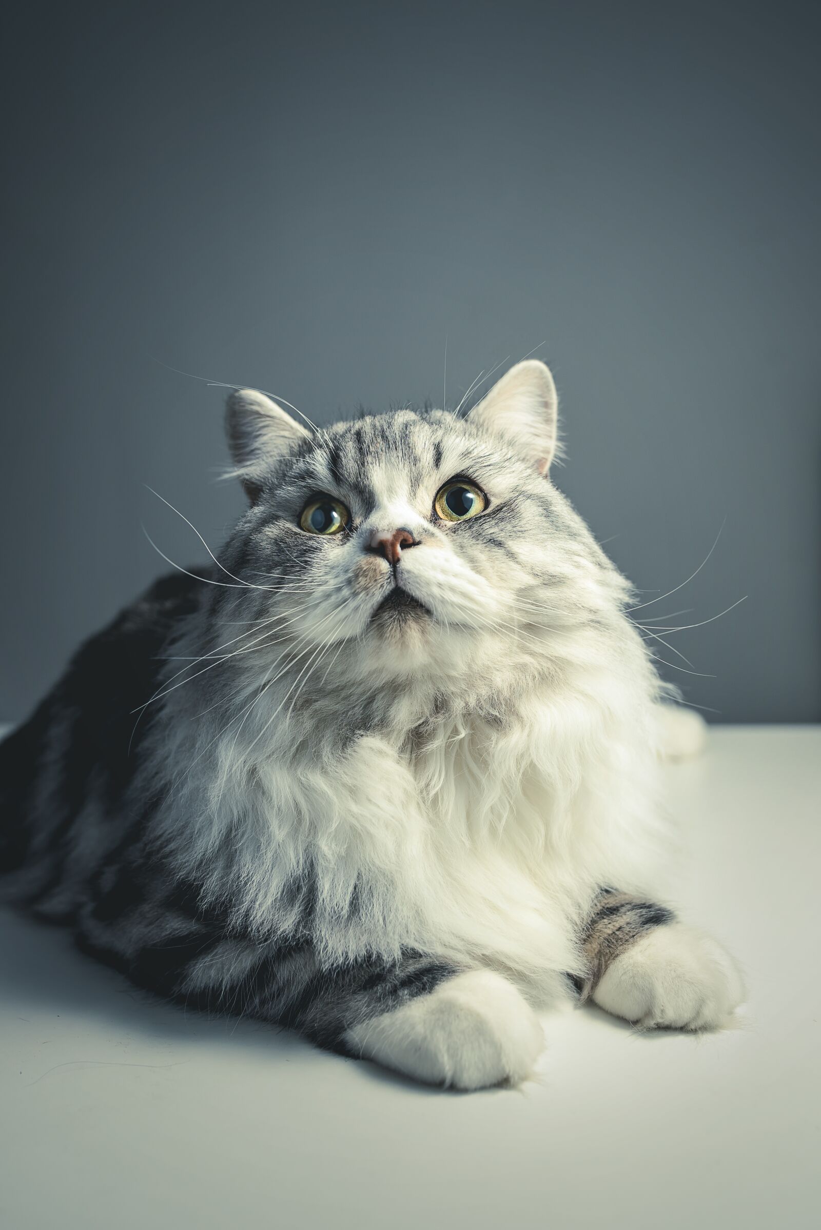 Nikon D810 sample photo. Cat, persian breed, black photography